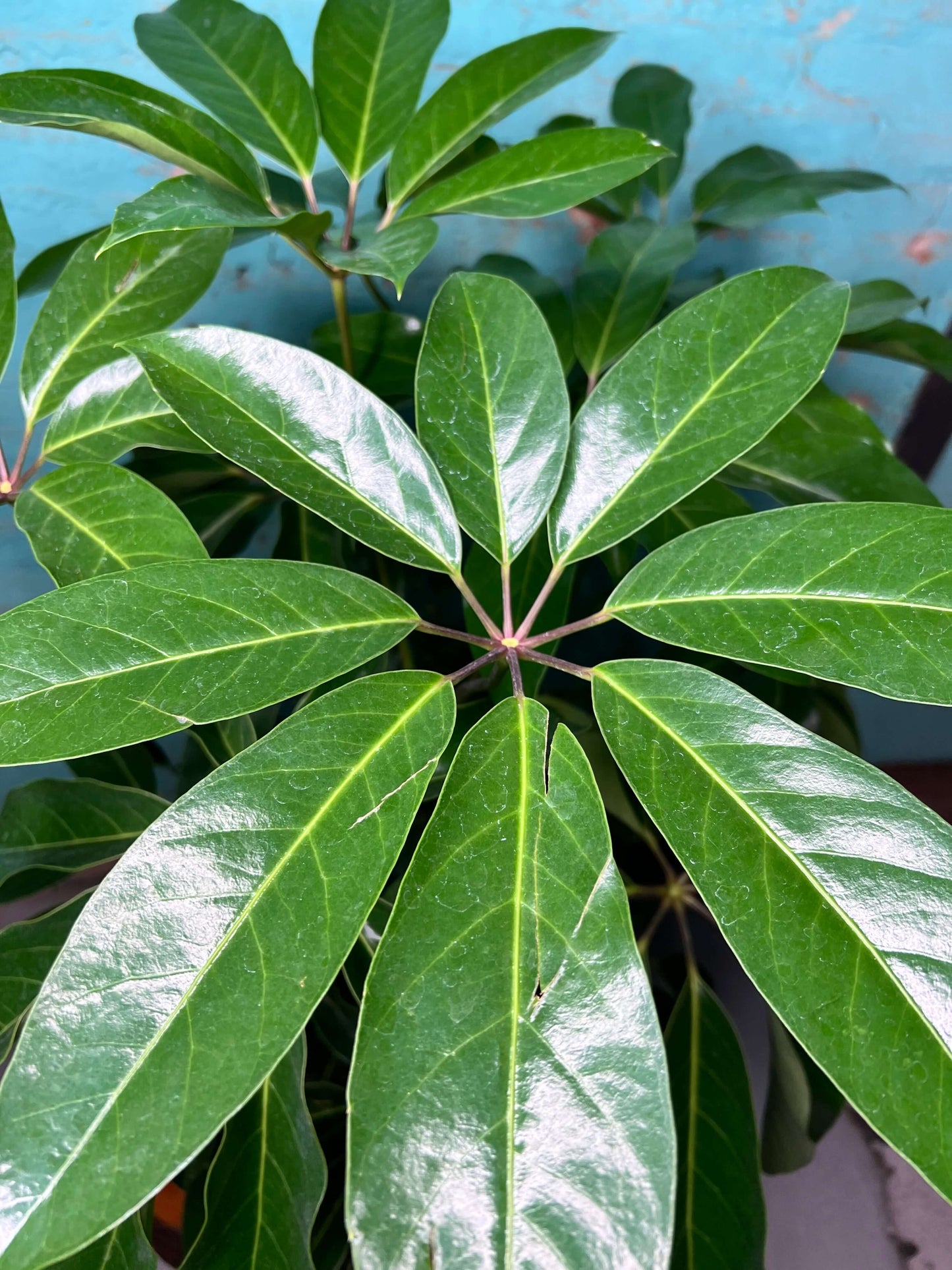 Schefflera Amate 10”
