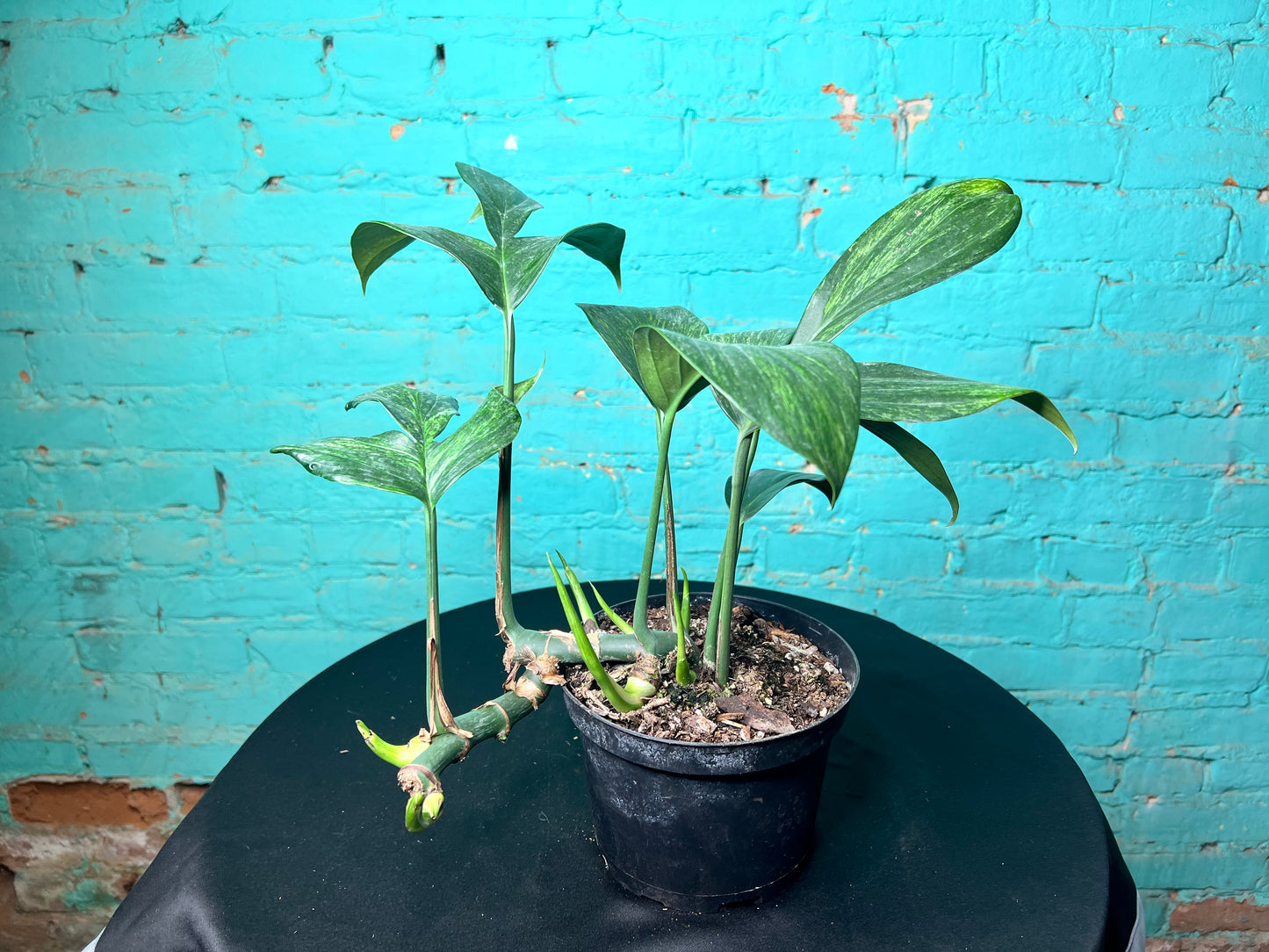 Monstera Decursiva Variegated 6” “Dragon Tail”