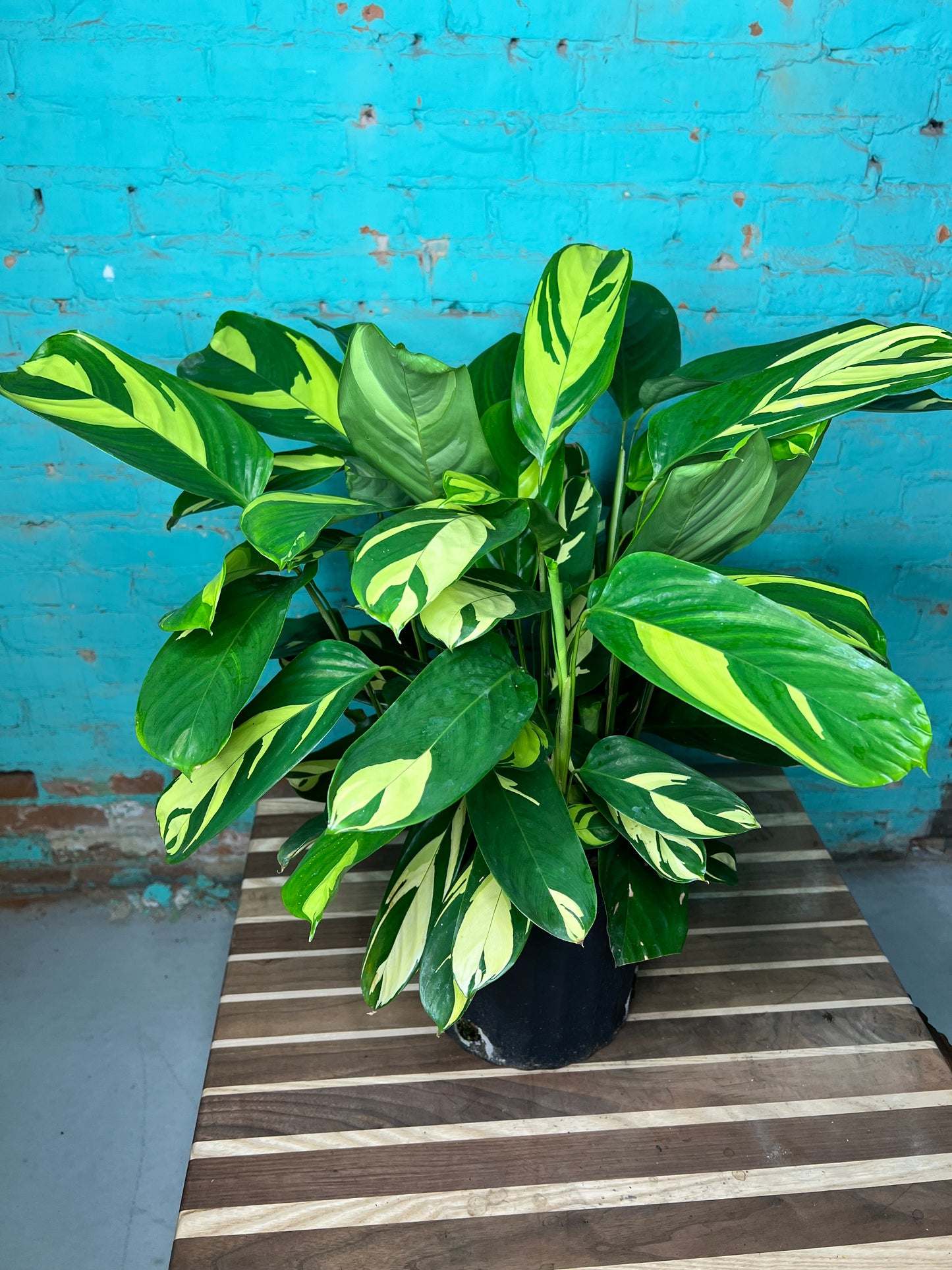Ctenanthe Oppenheimiana- Never Never Plant 10”