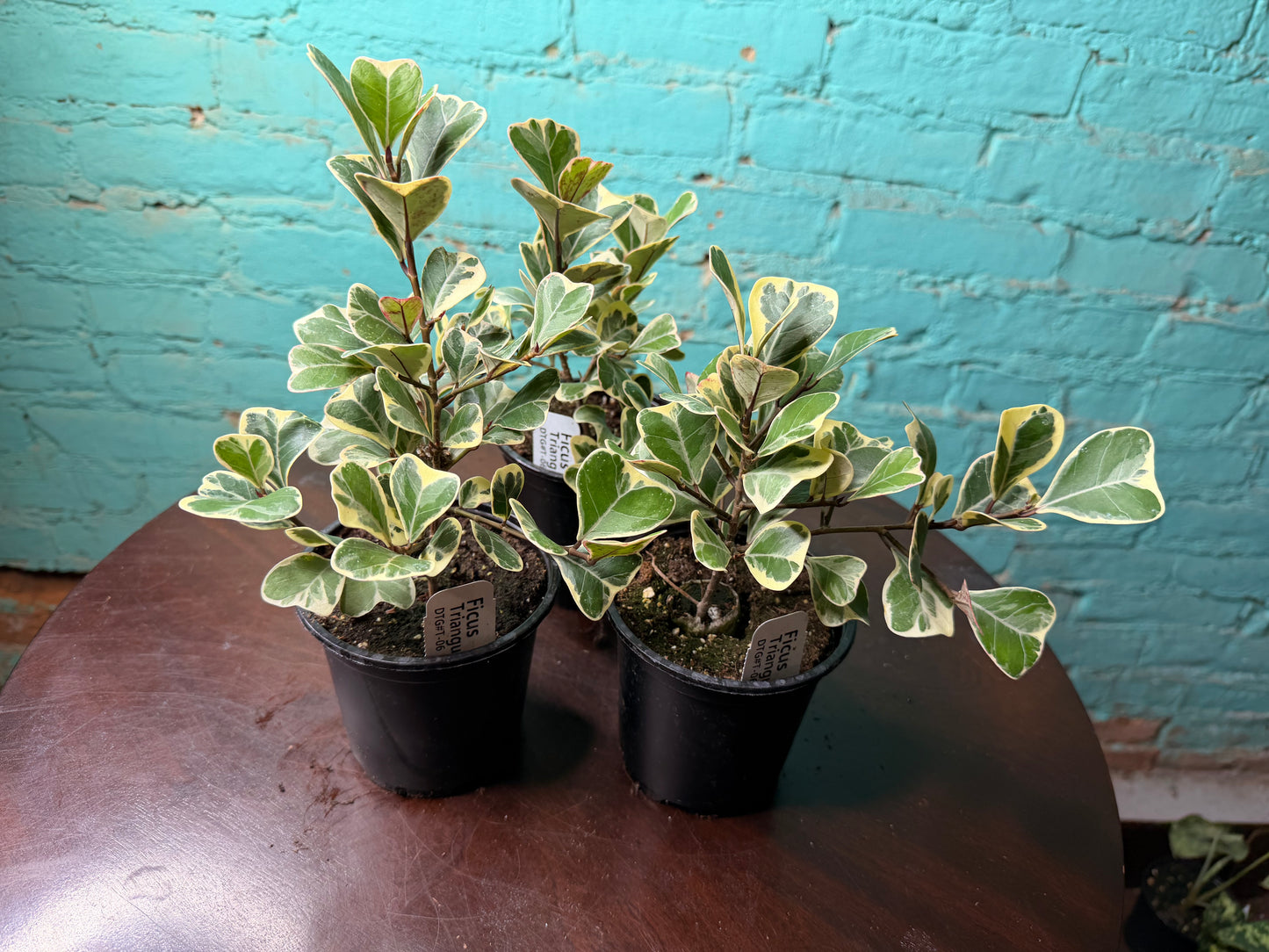 Ficus Triangularis 4”