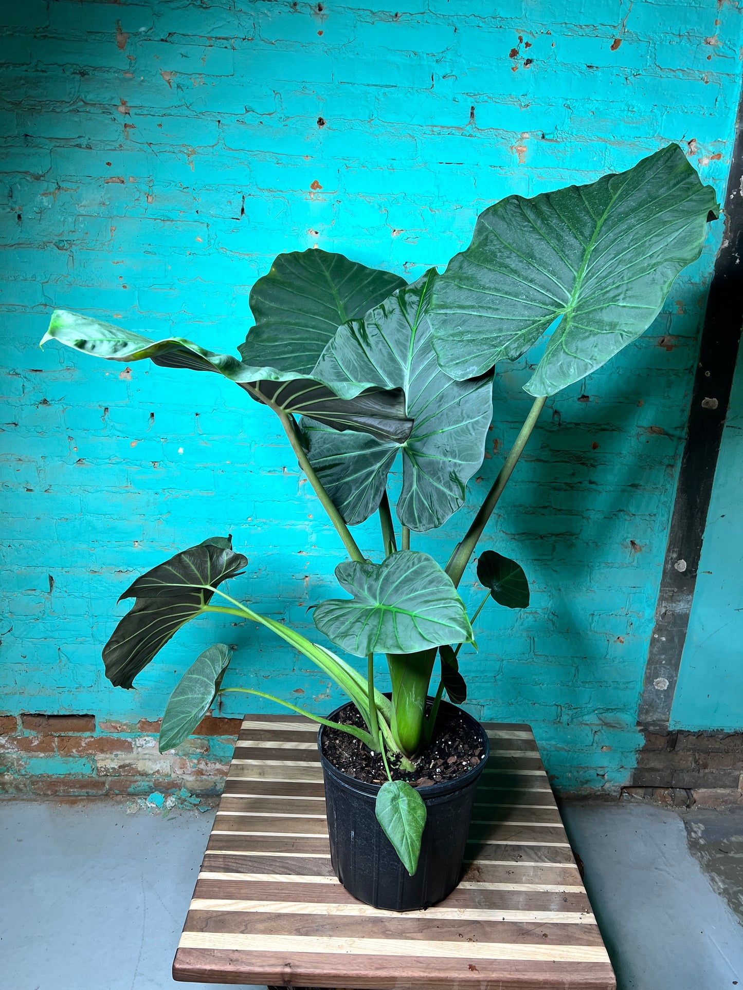 Alocasia Regal Shield 10”