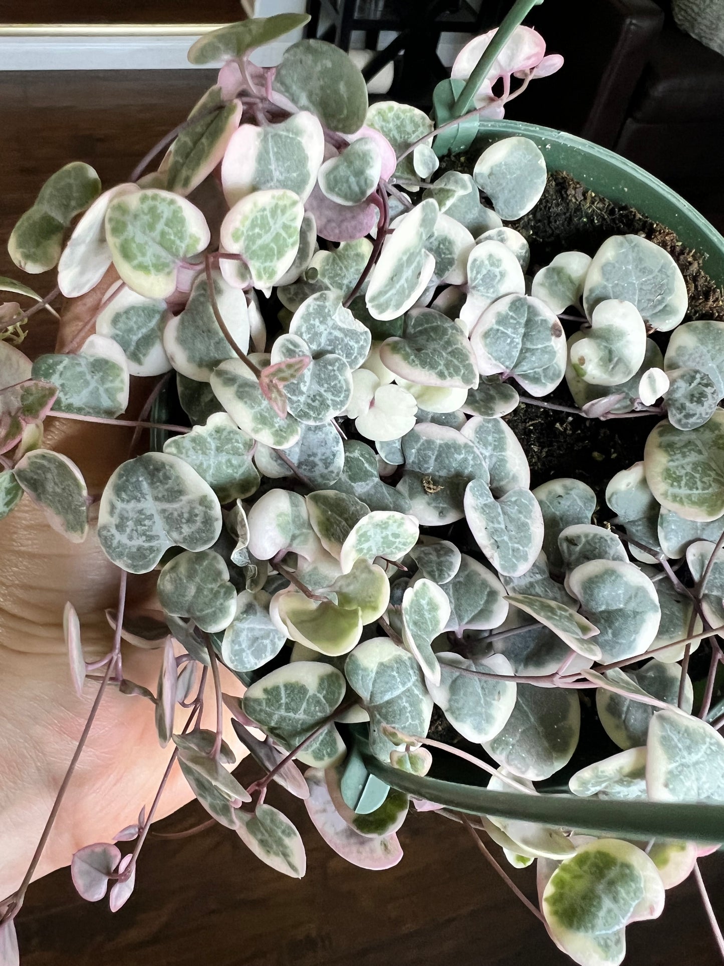 Variegated String of Hearts basket