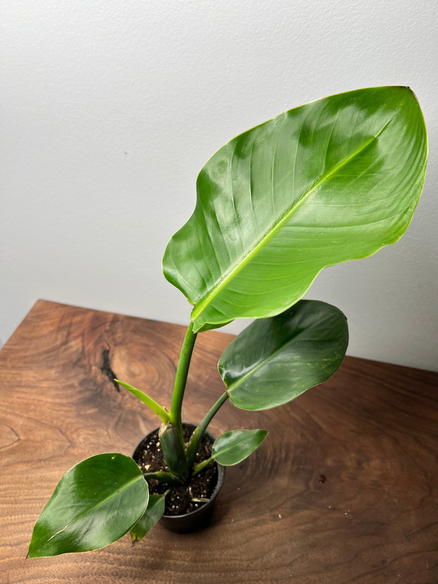 Bird of Paradise White 4”