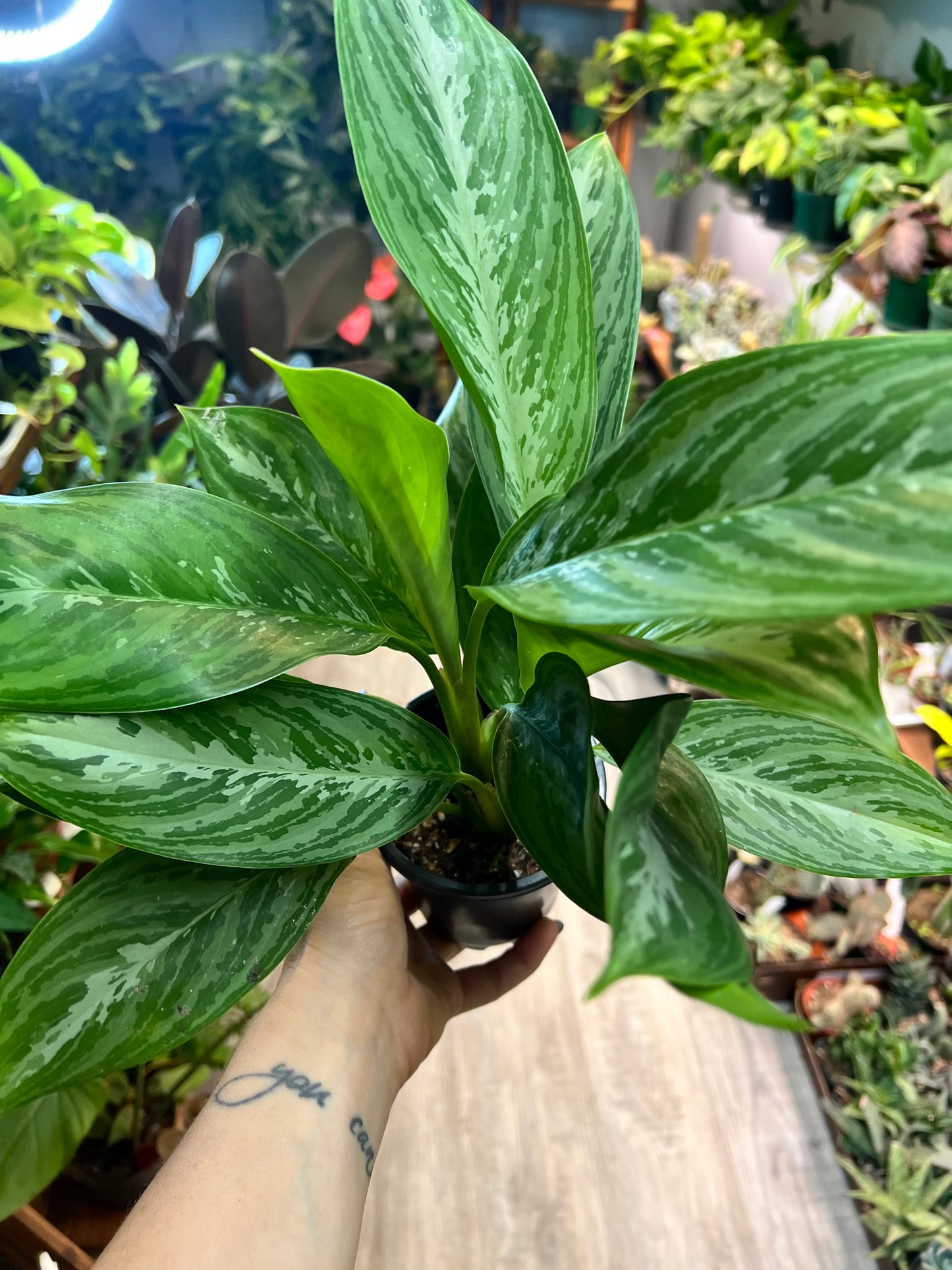 Aglaonema Mary Ann 4”