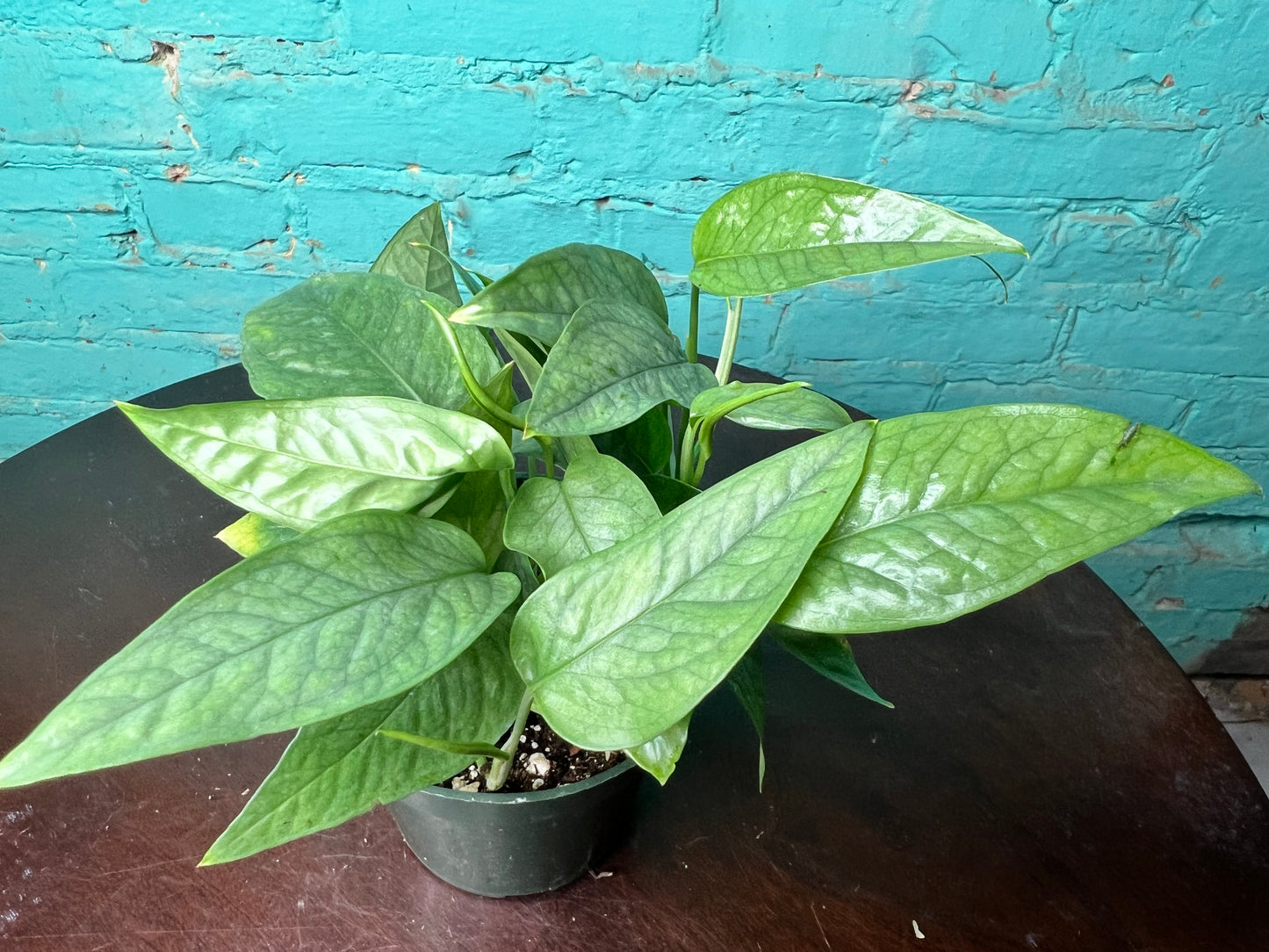 Cebu Blue Pothos 4”