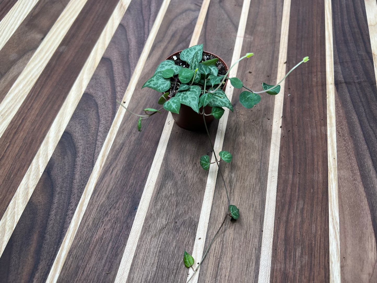 String of arrows