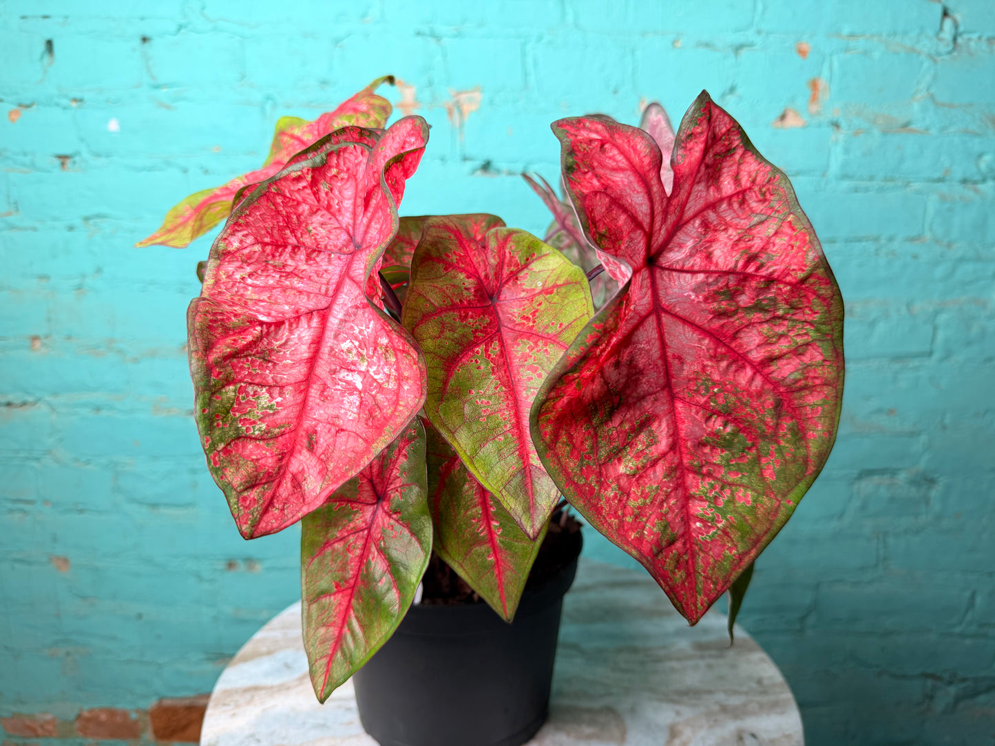 Caladium 6” ‘Lava Glow’