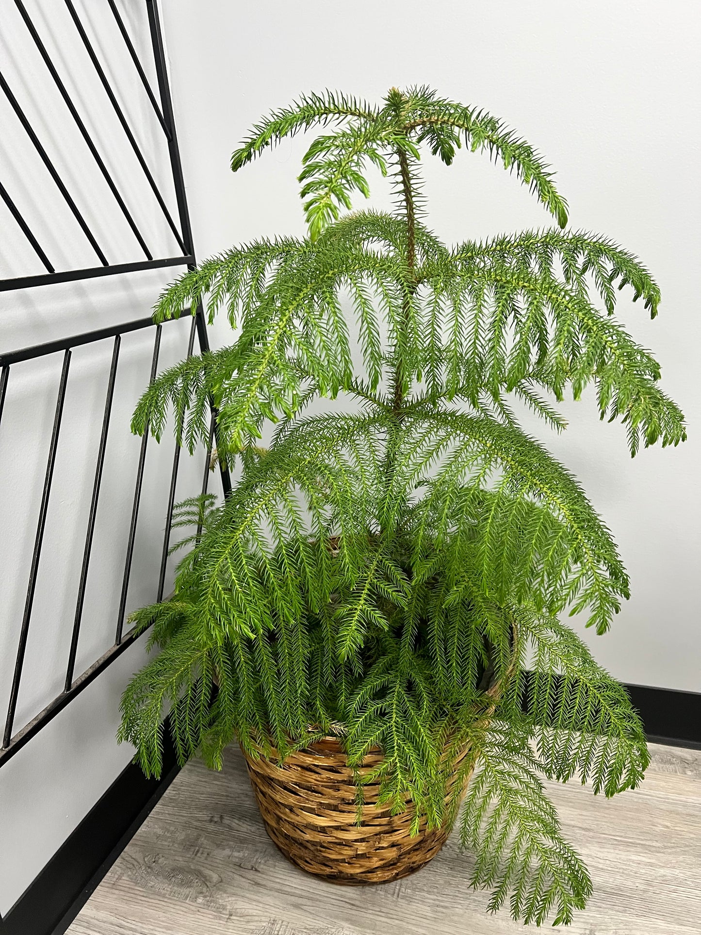 Norfolk Pine 10”