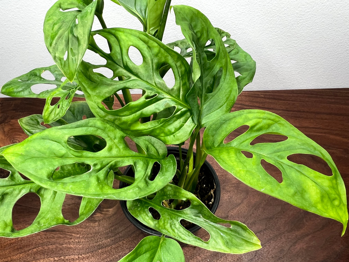 Monstera Swiss Cheese 4”