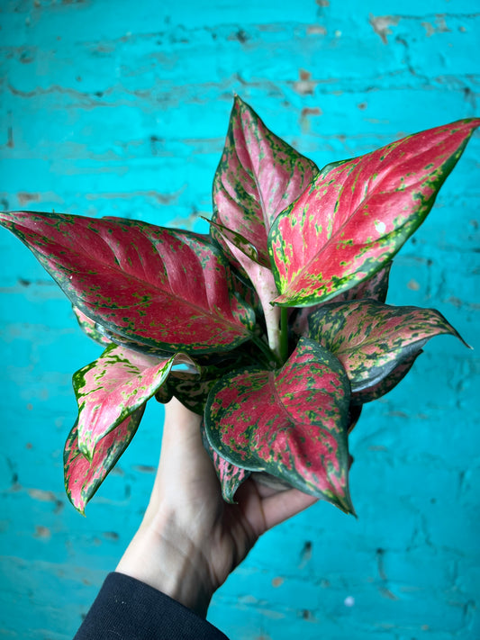 Algeonma Black Maroon 4”