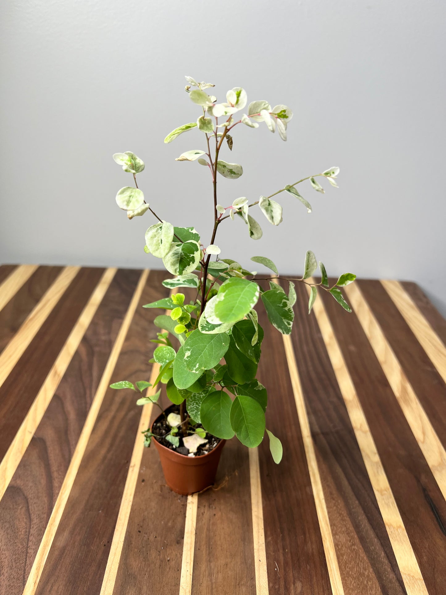 Breynia disticha (Snow Bush)