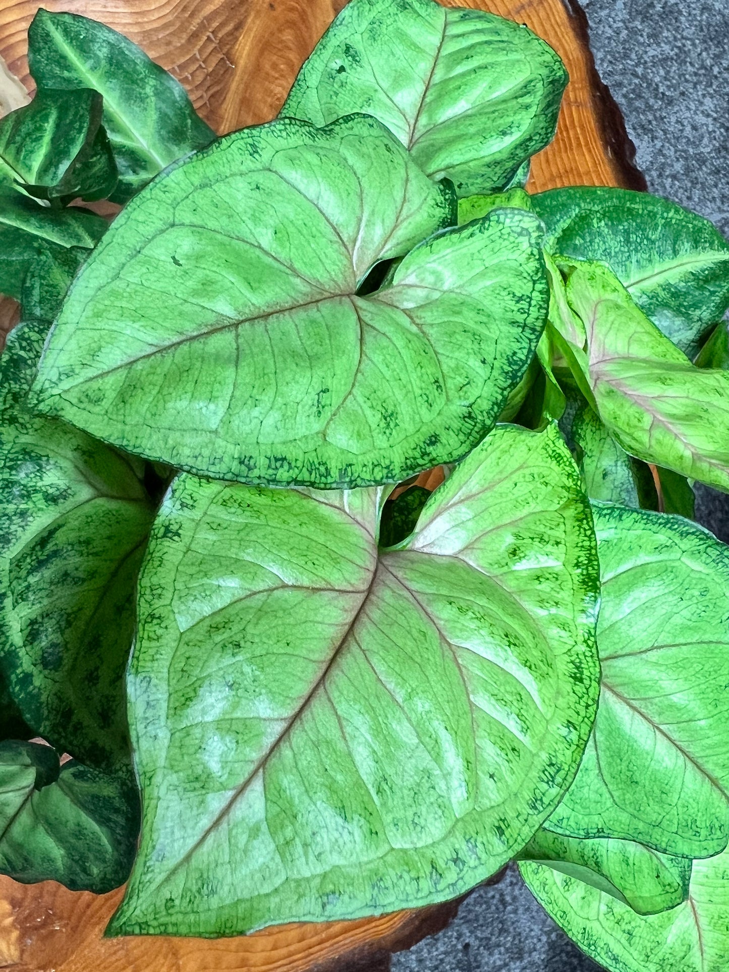 Syngonium-Pink Allusion (4inch)