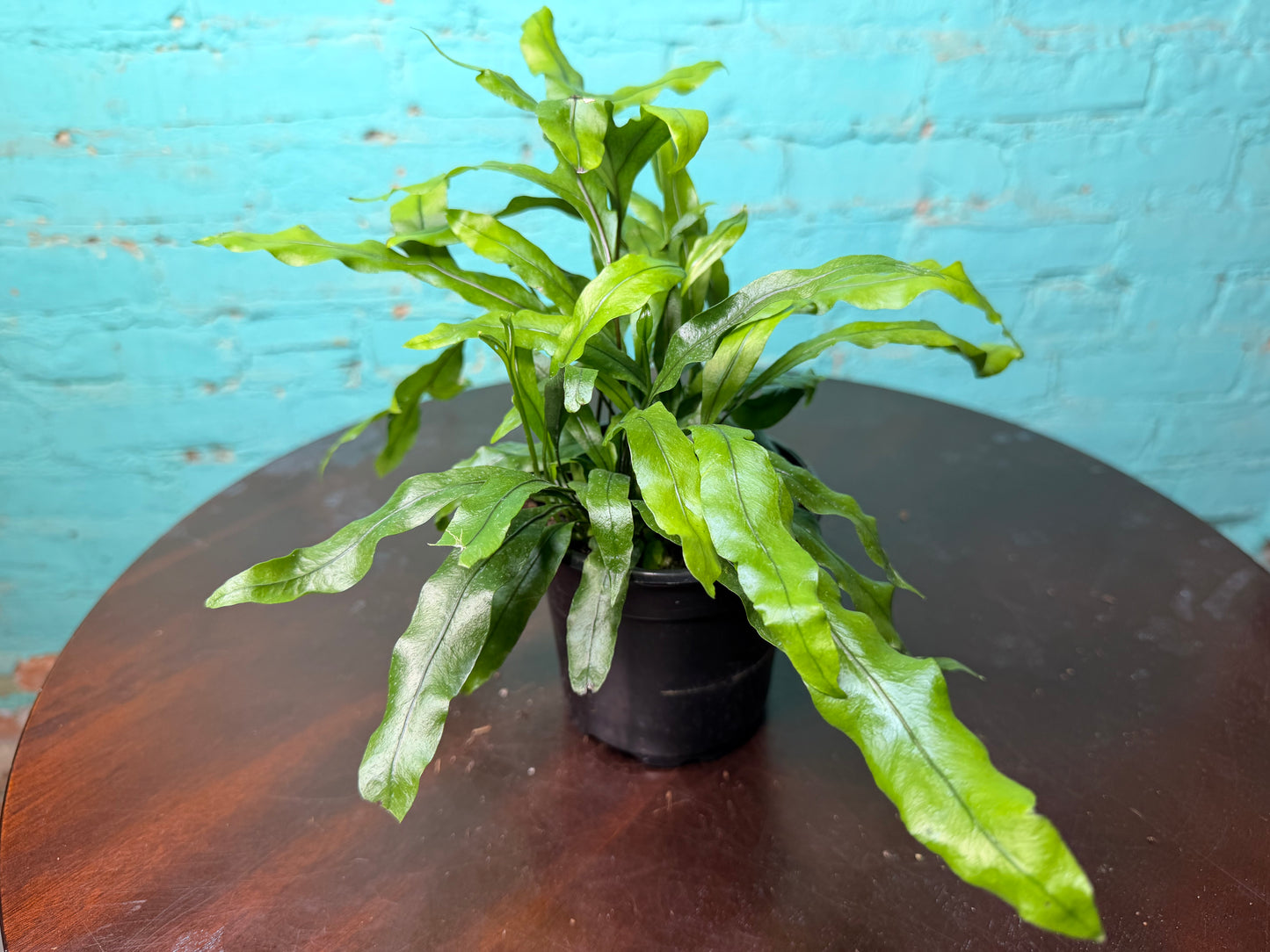 Crocodile Fern 4”