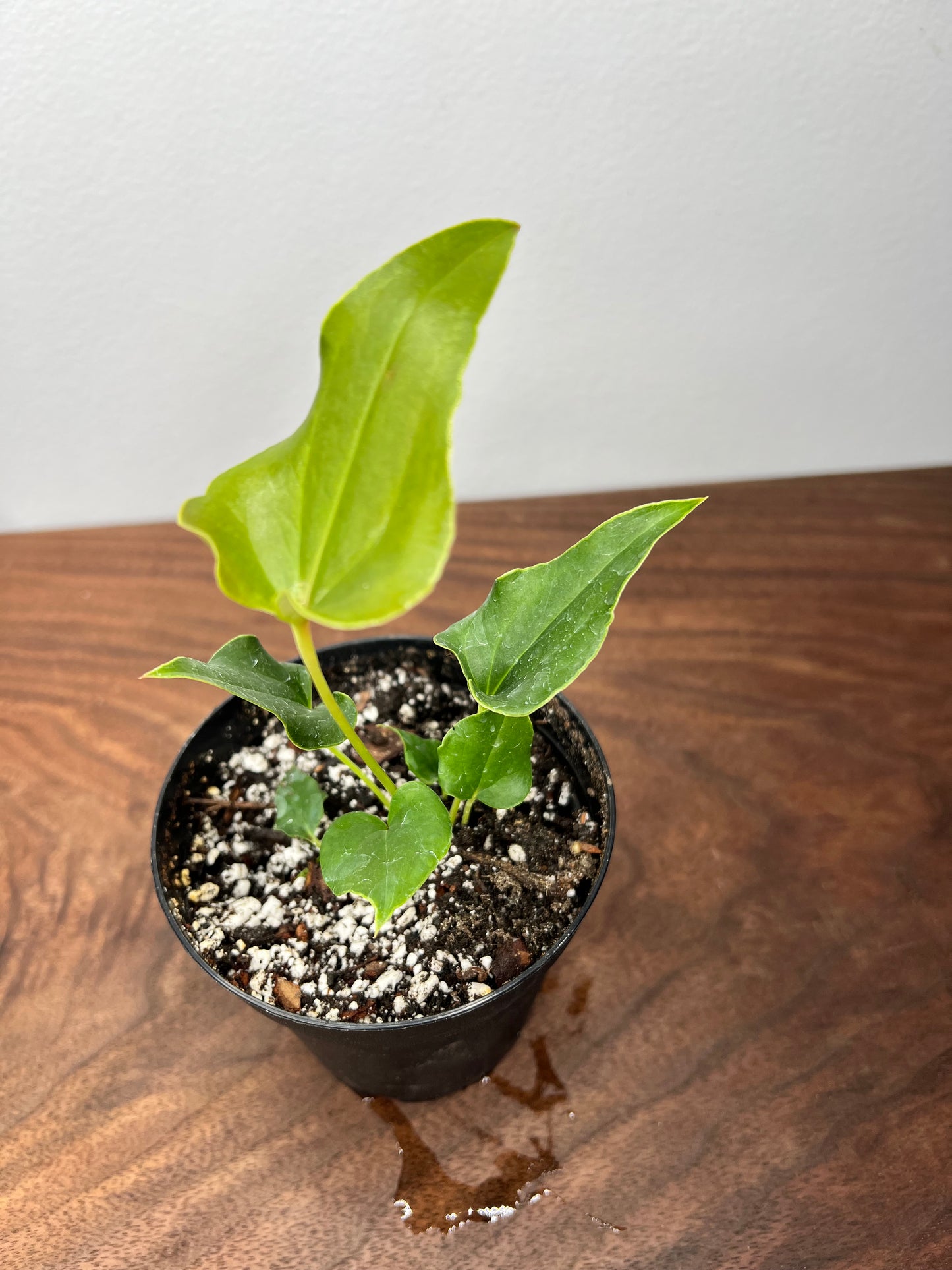 Anthurium Ferrierense 4”