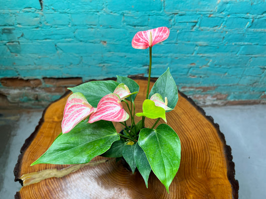 Anthurium 4”