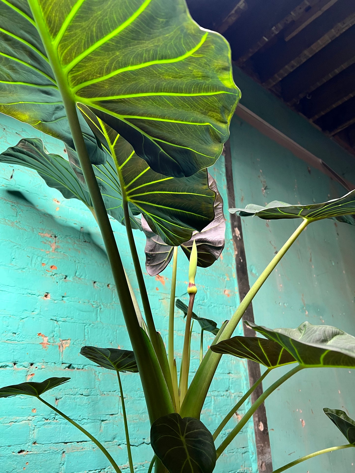 Alocasia Regal Shield 10”