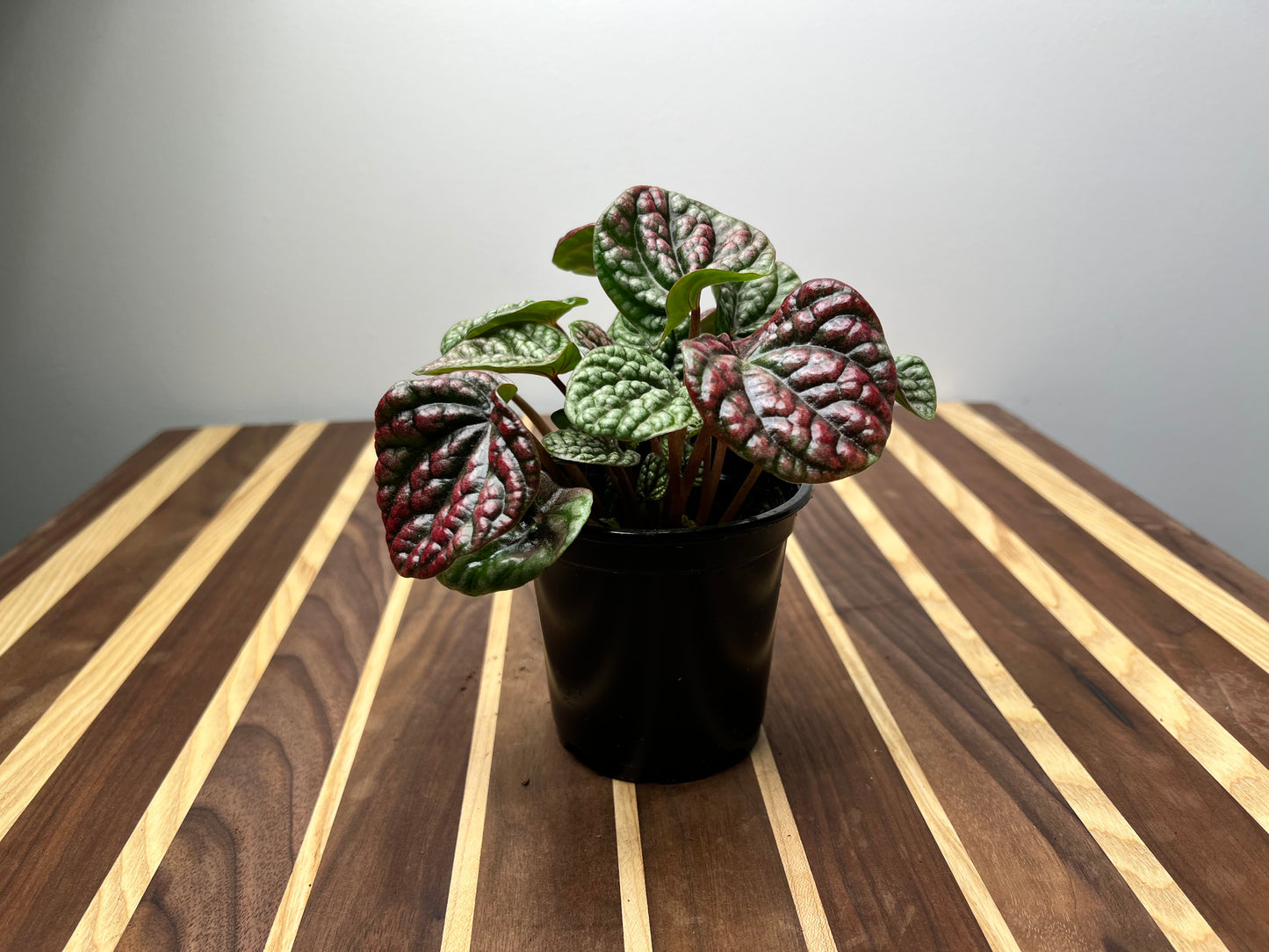 Peperomia Caperata Emerald Ripples