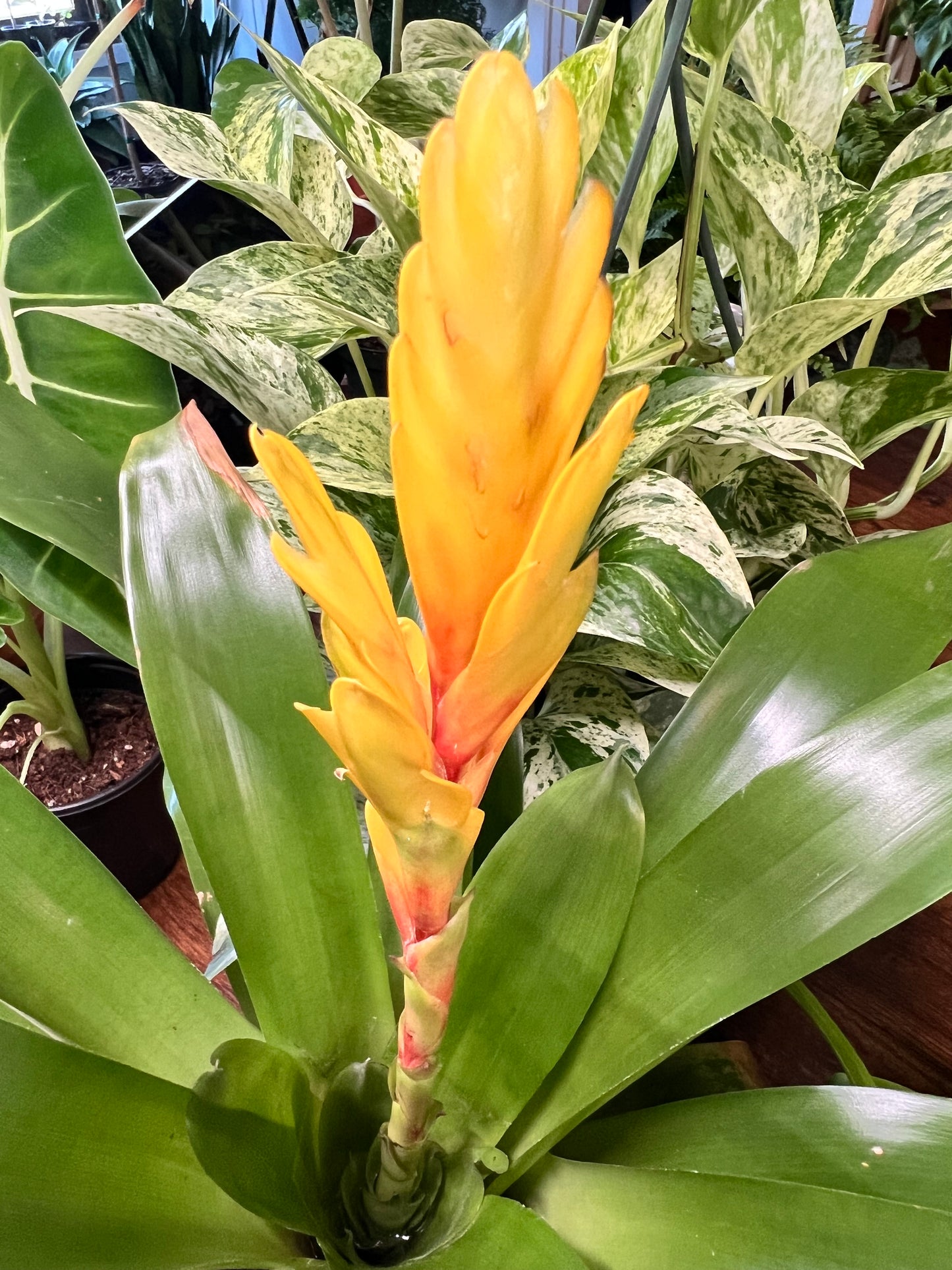 Bromeliad 4”