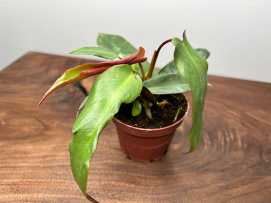 Philodendron Atabapoense