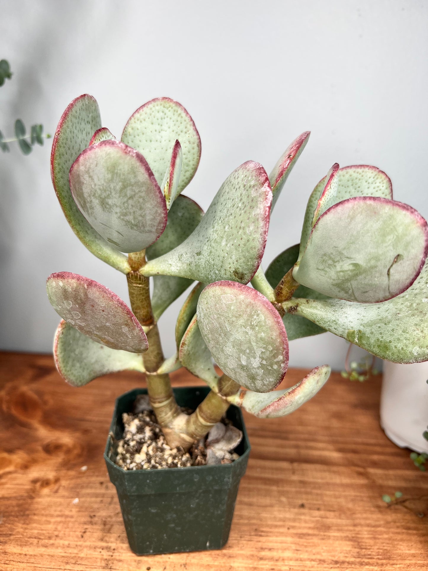 Silver Dollar Jade
