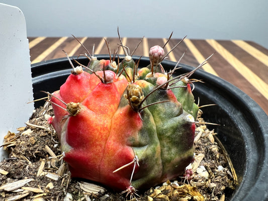 Gymnocalycium Mihanovichi Variegated Friedrich 6