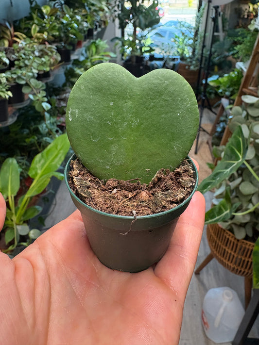 Hoya Kerrii Heart (each)