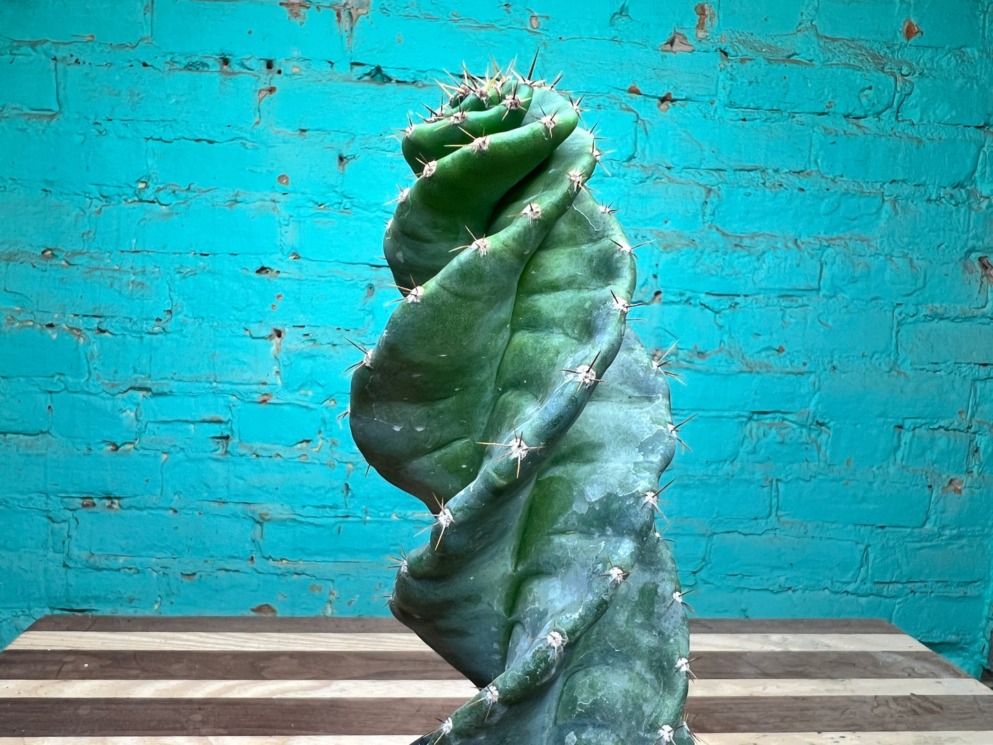 Cereus Forbesii Spiralis 4” (swirl cactus)