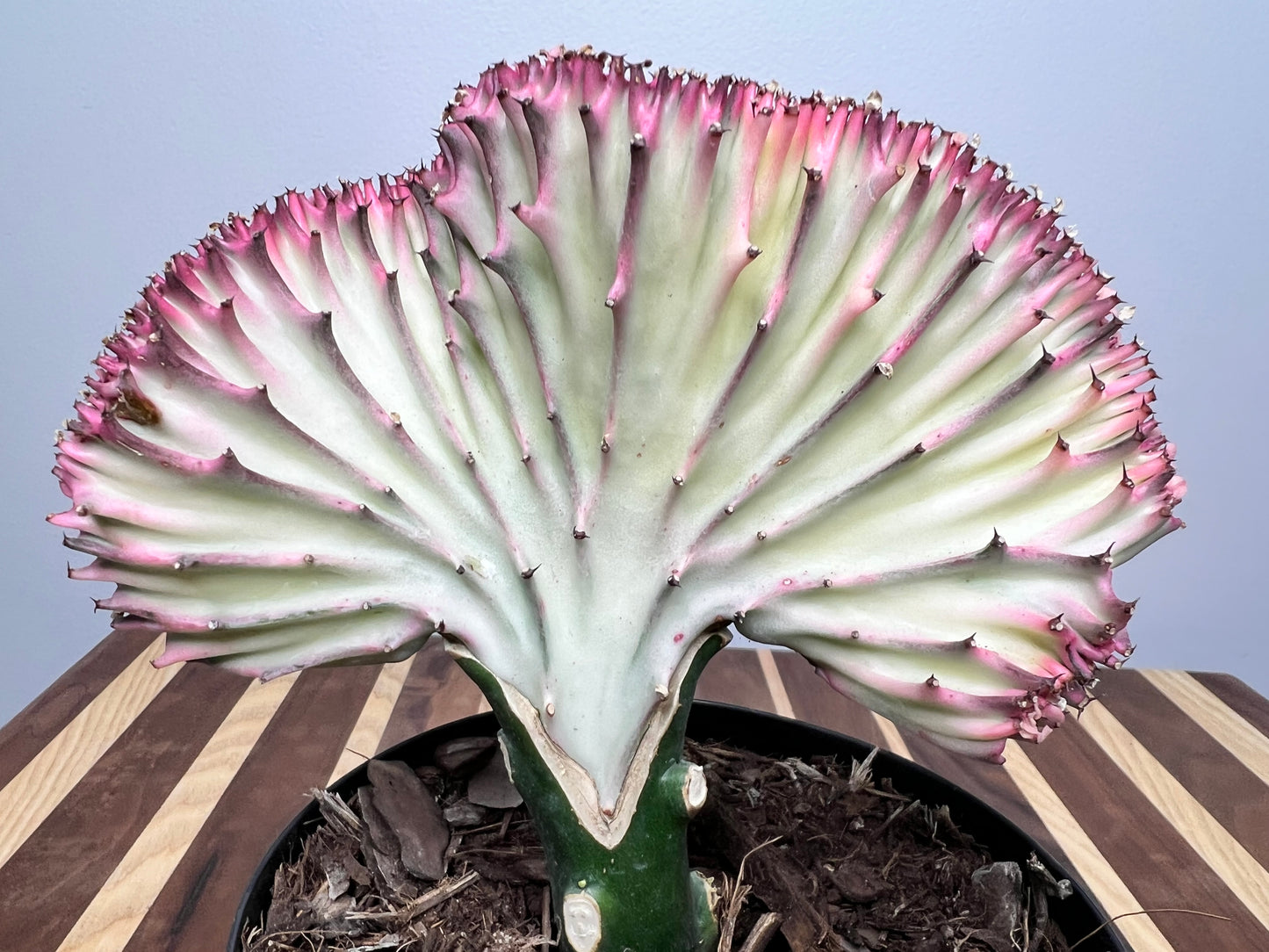 Mermaid Tail- Euphorbia Lactea 6”