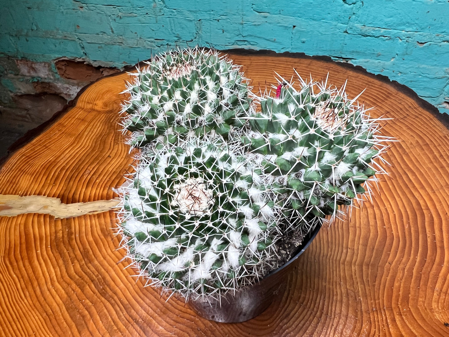Mammillaria Nejapensis Cactus 6”