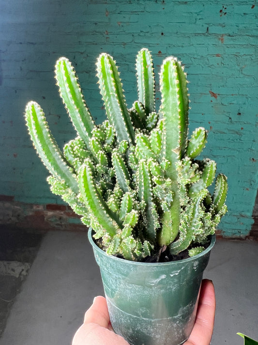 Cereus Peruvianus 4” Giant cub or Apple Cactus)