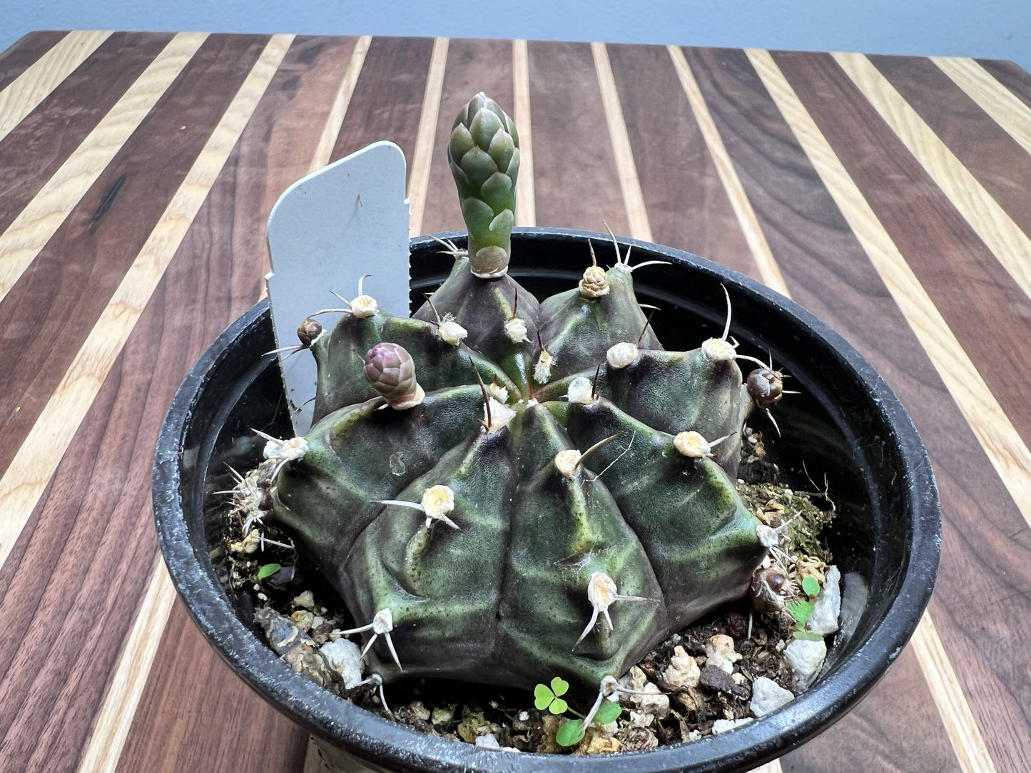 Gymnocalycium Mihanovichi Variegated Friedrich 2