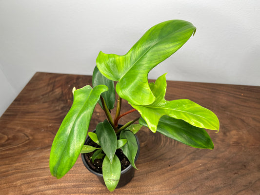 Philodendron Florida Green