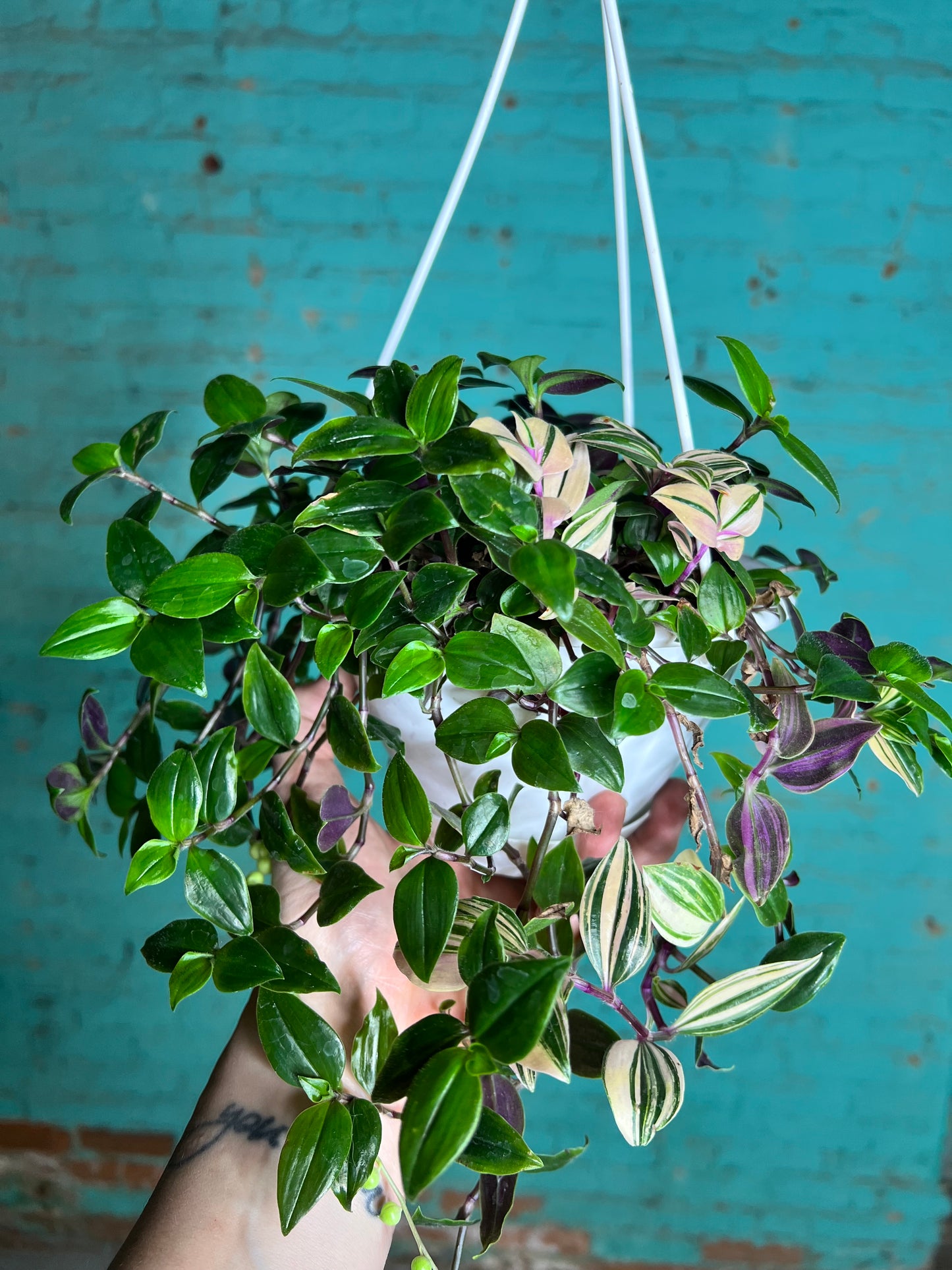 Wandering Jew Rainbow 6” basket