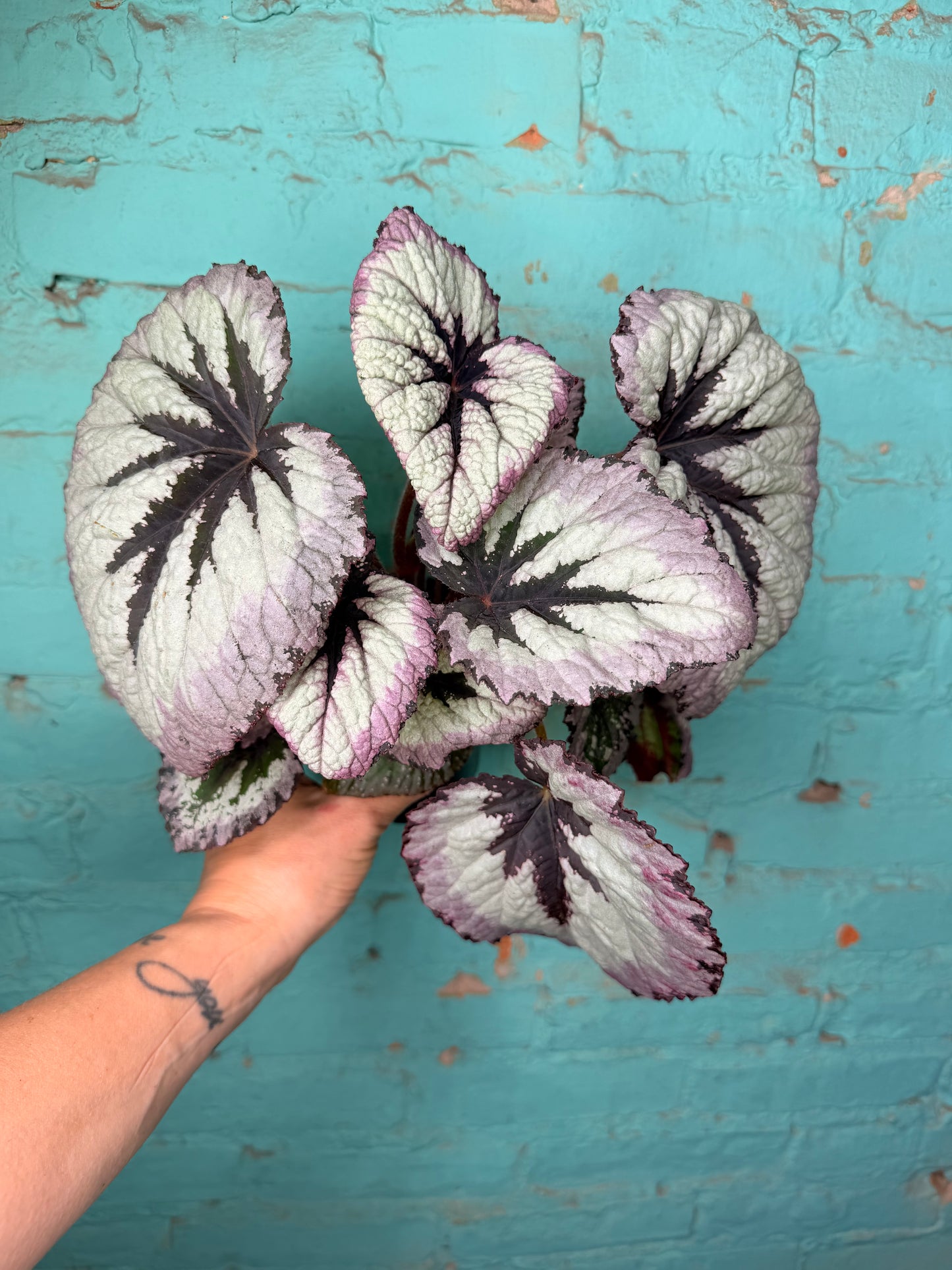 Begonia Rex 4”