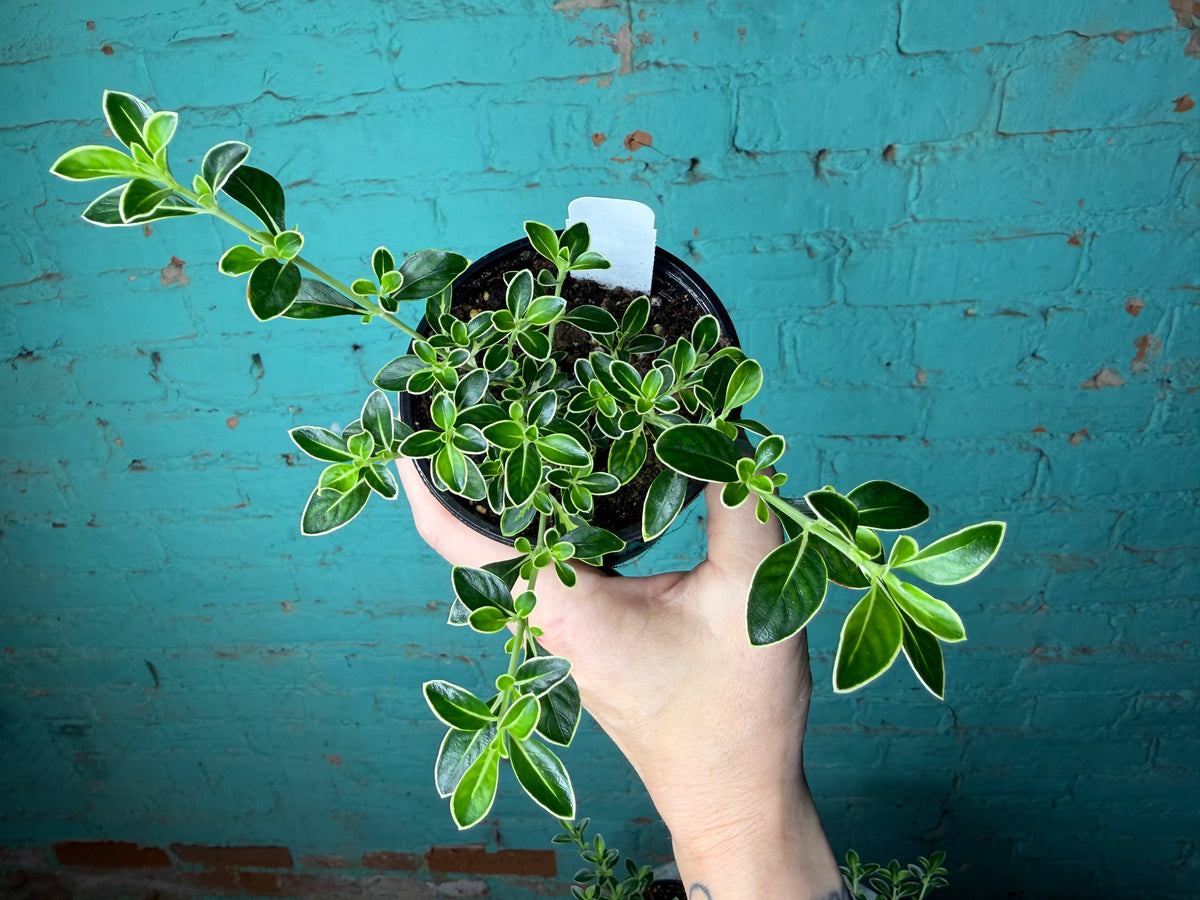 Serissa Japonica Variegated 4”
