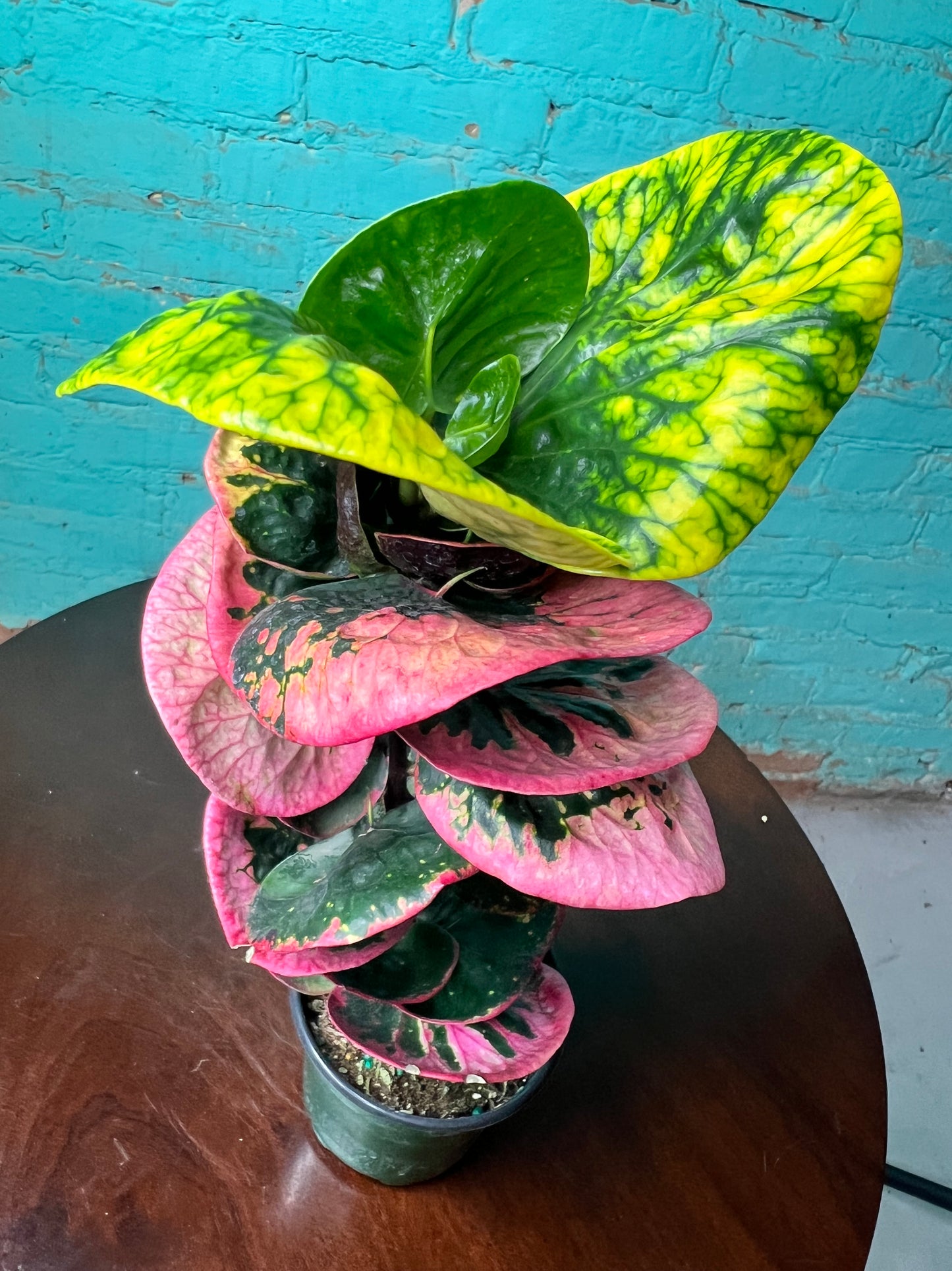 Croton Rose 4”