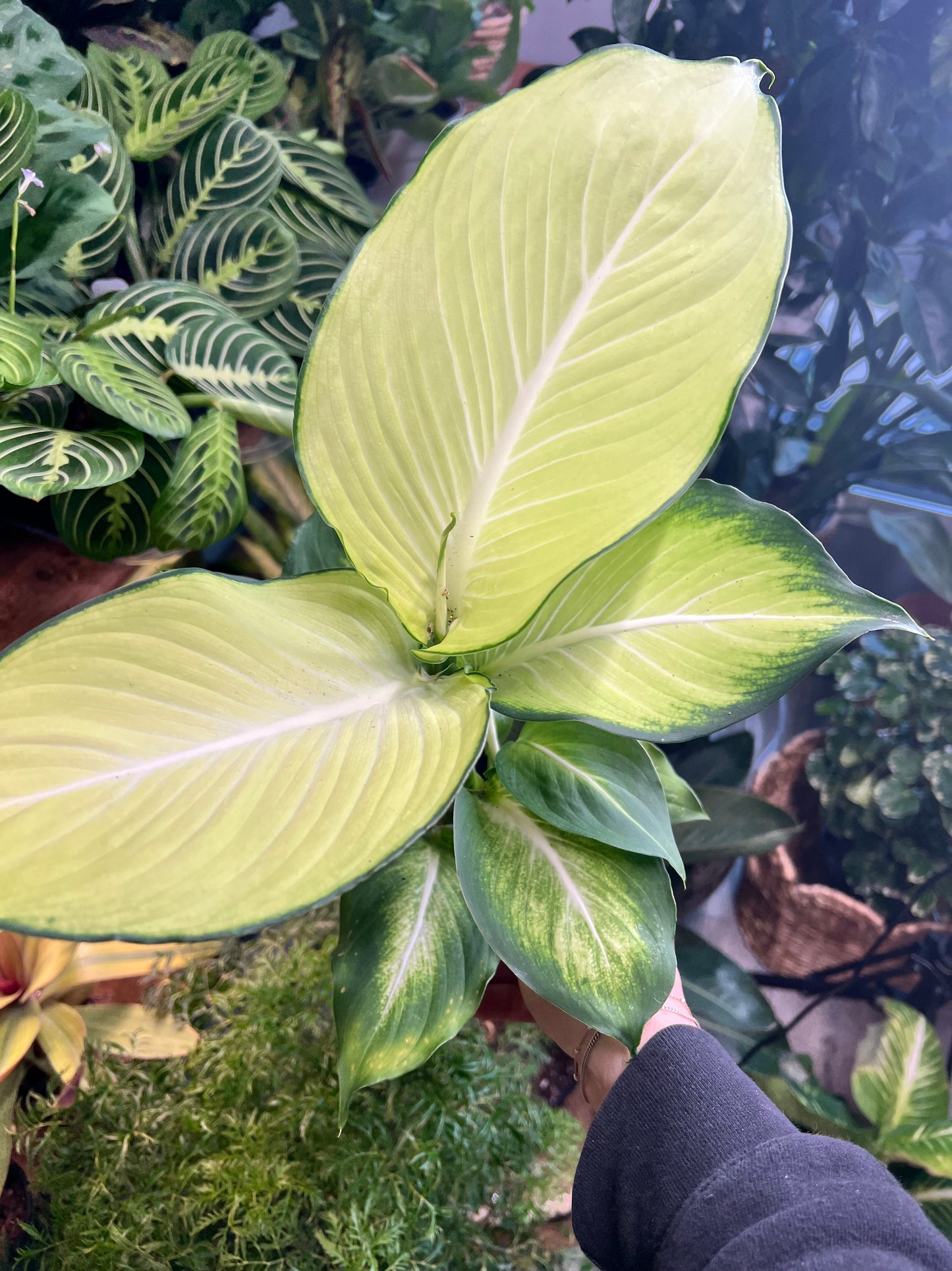 Dieffenbachia Honeydew 4”