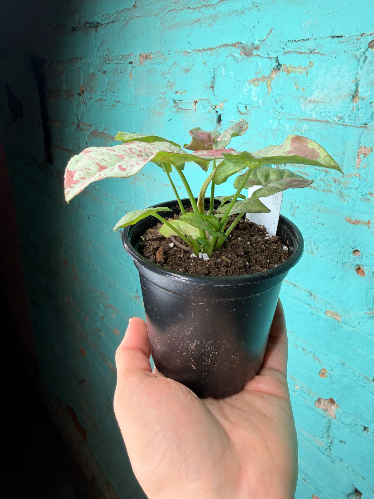Syngonium Pink Confetti 4”