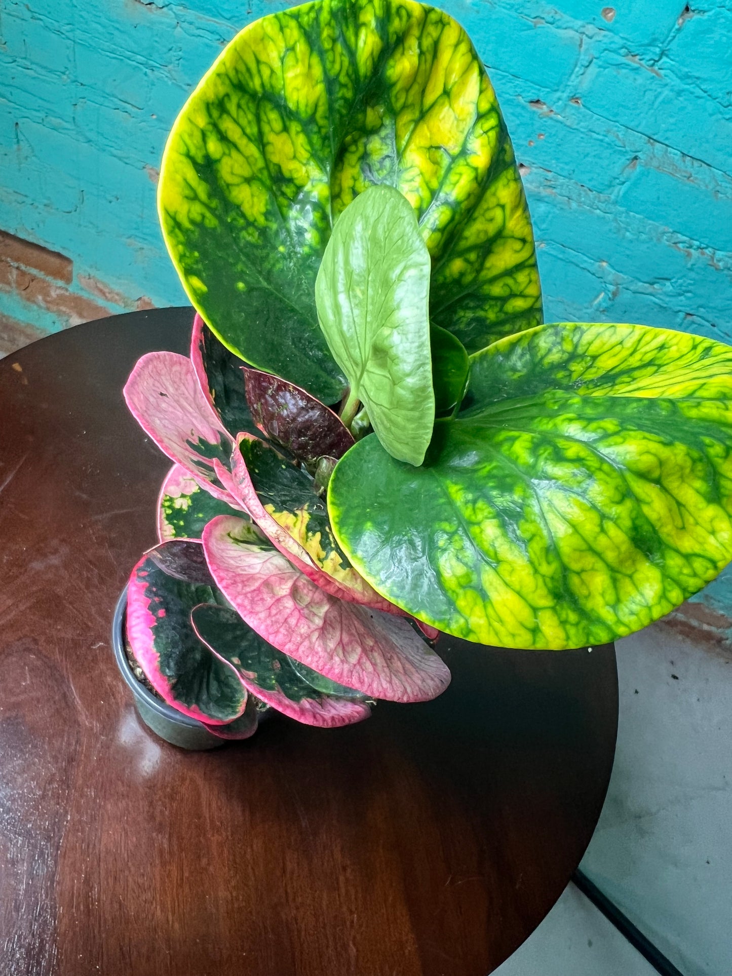 Croton Rose 4”