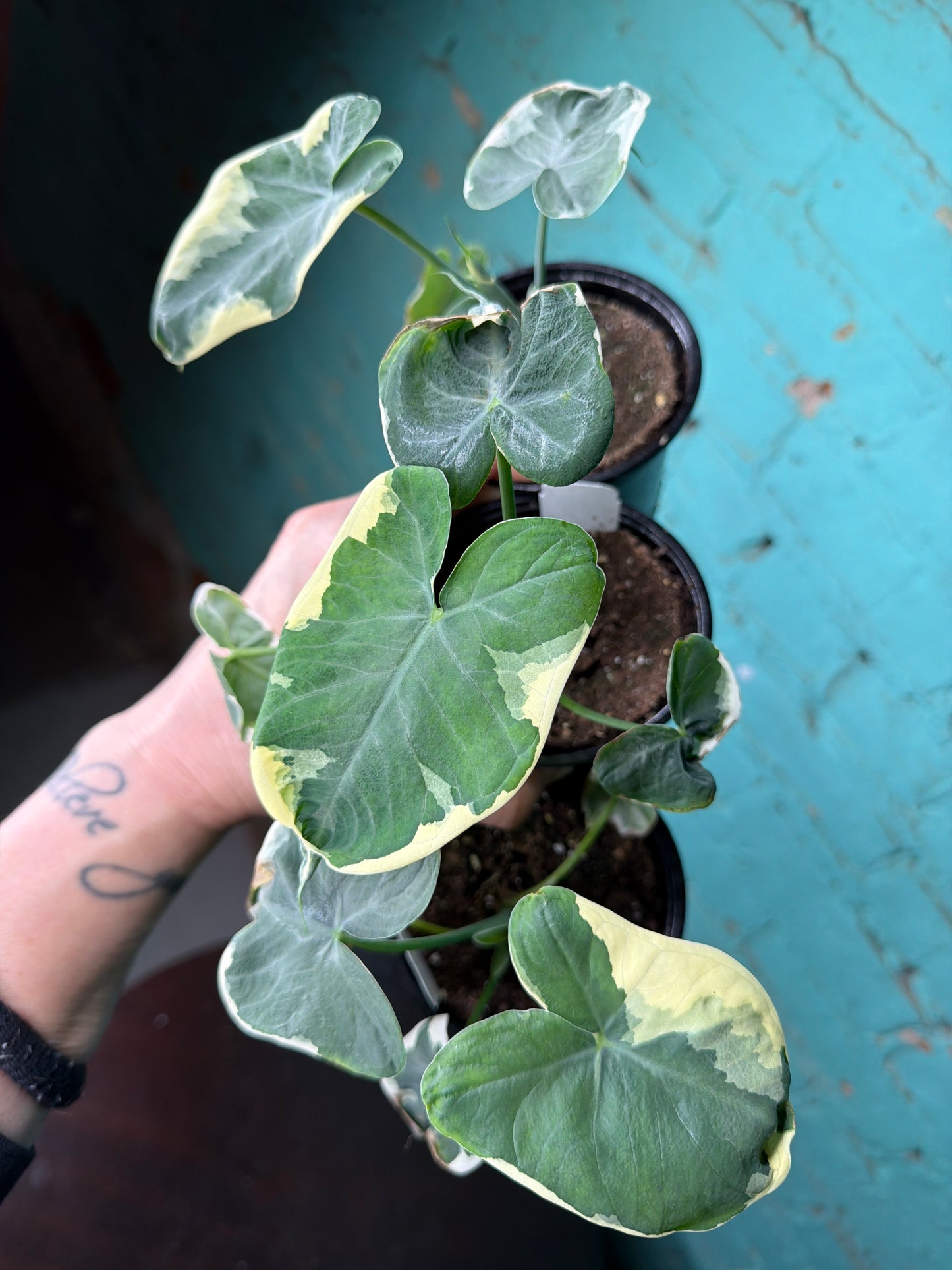 Alocasia-Mickey Mouse 4”