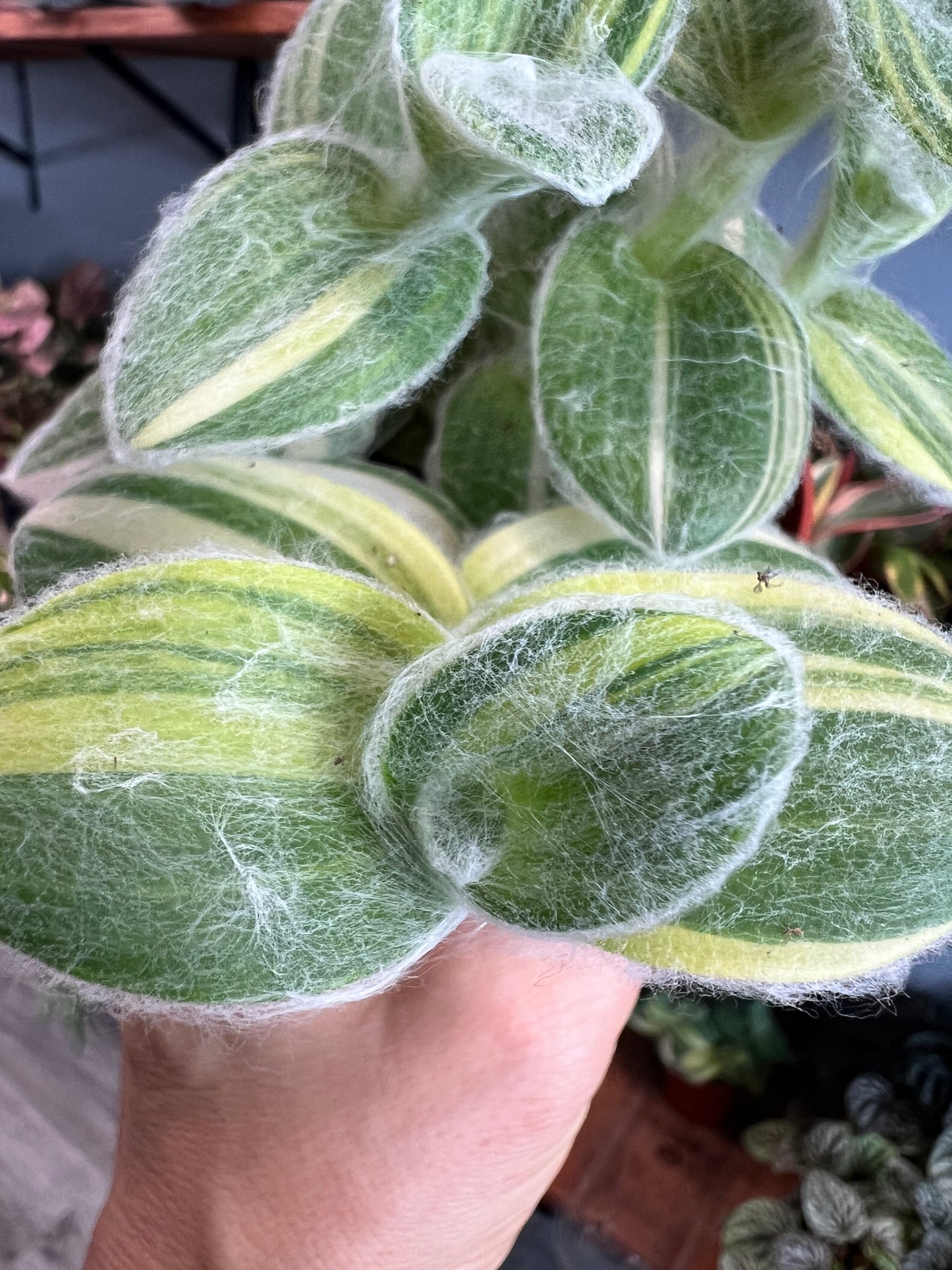 Hairy Wandering Jew 4” (Tradescantia sillamontana)