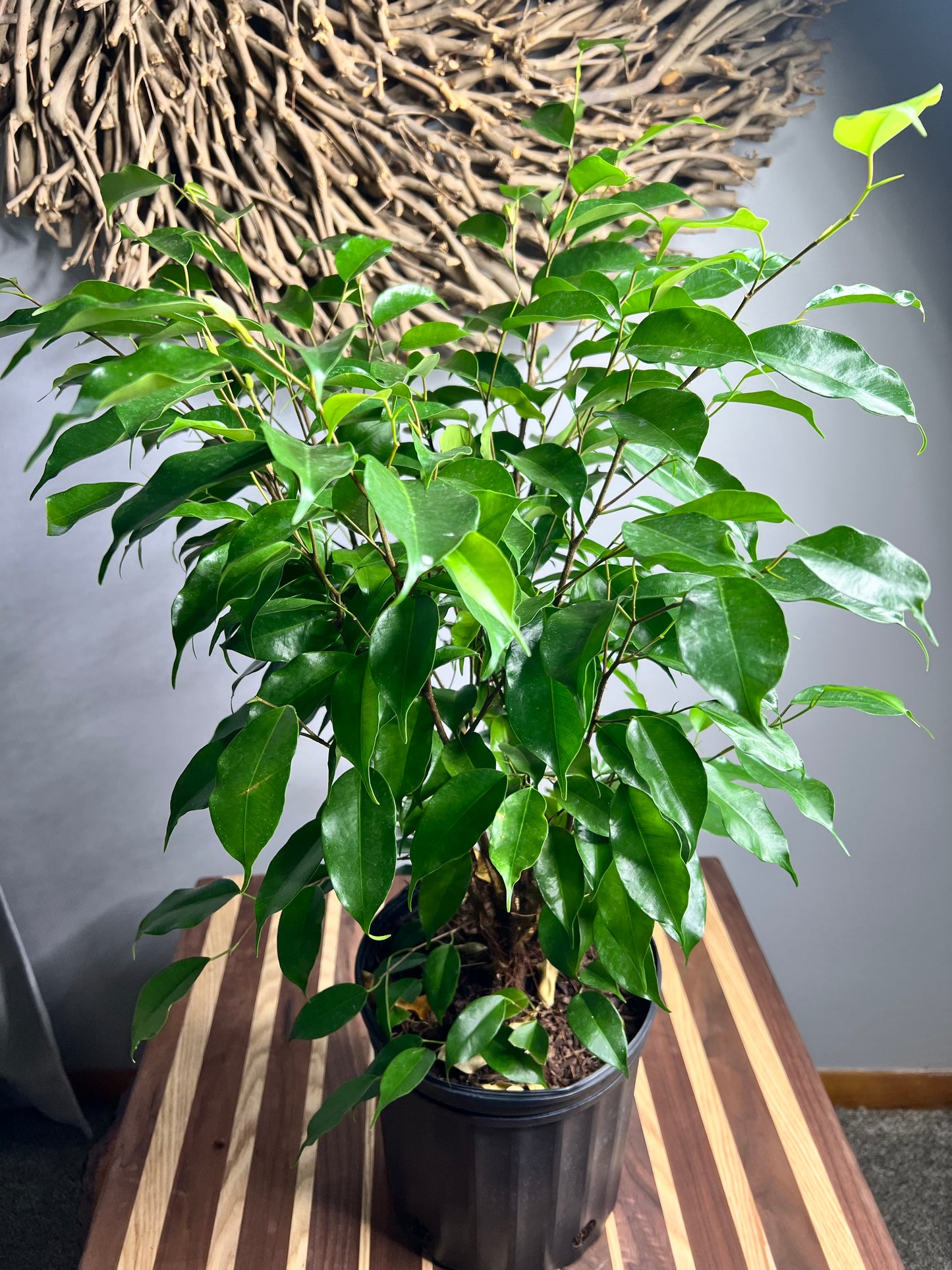 Ficus Benjamina Weeping Fig 8”