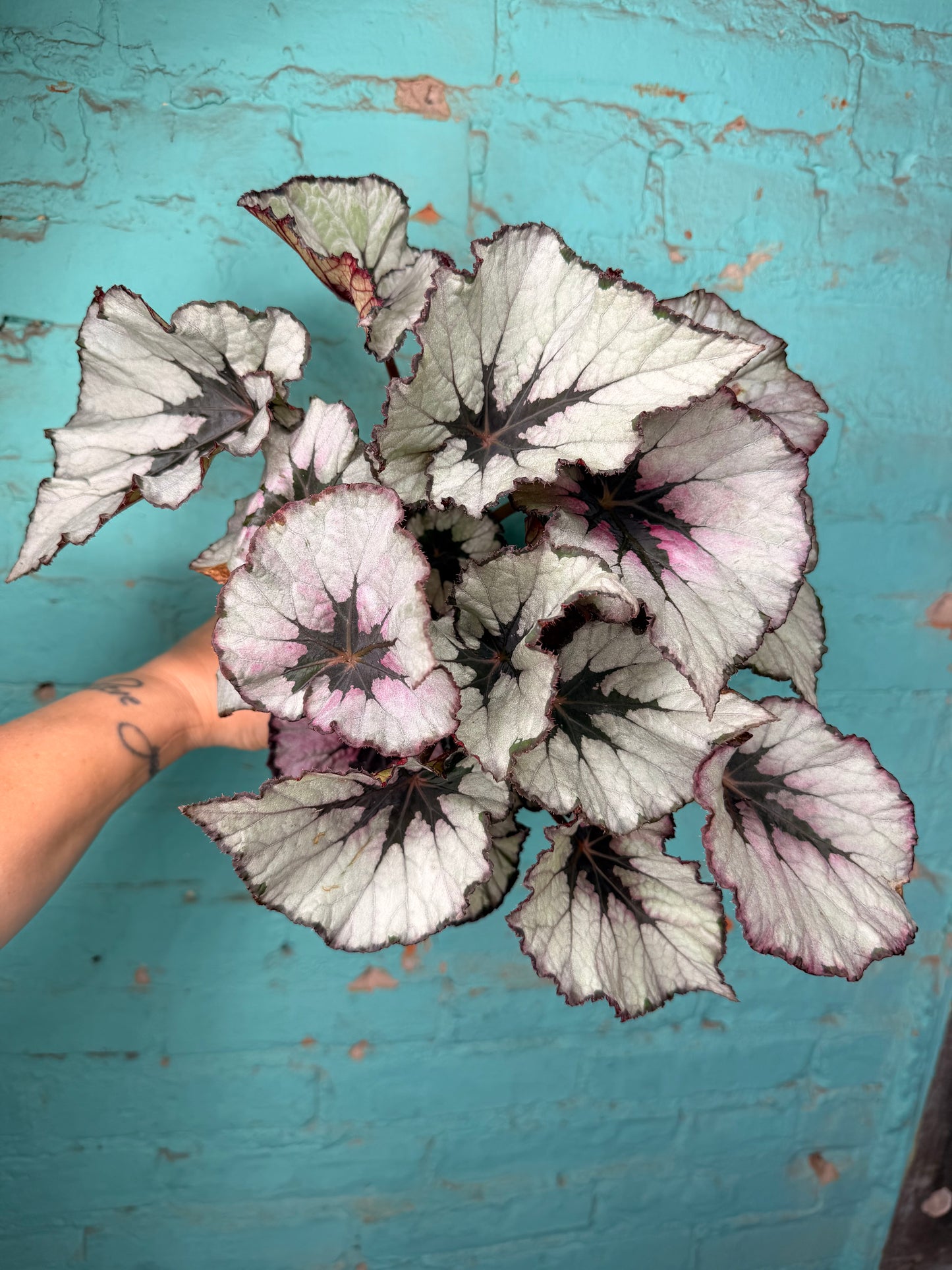 Begonia Rex 4”