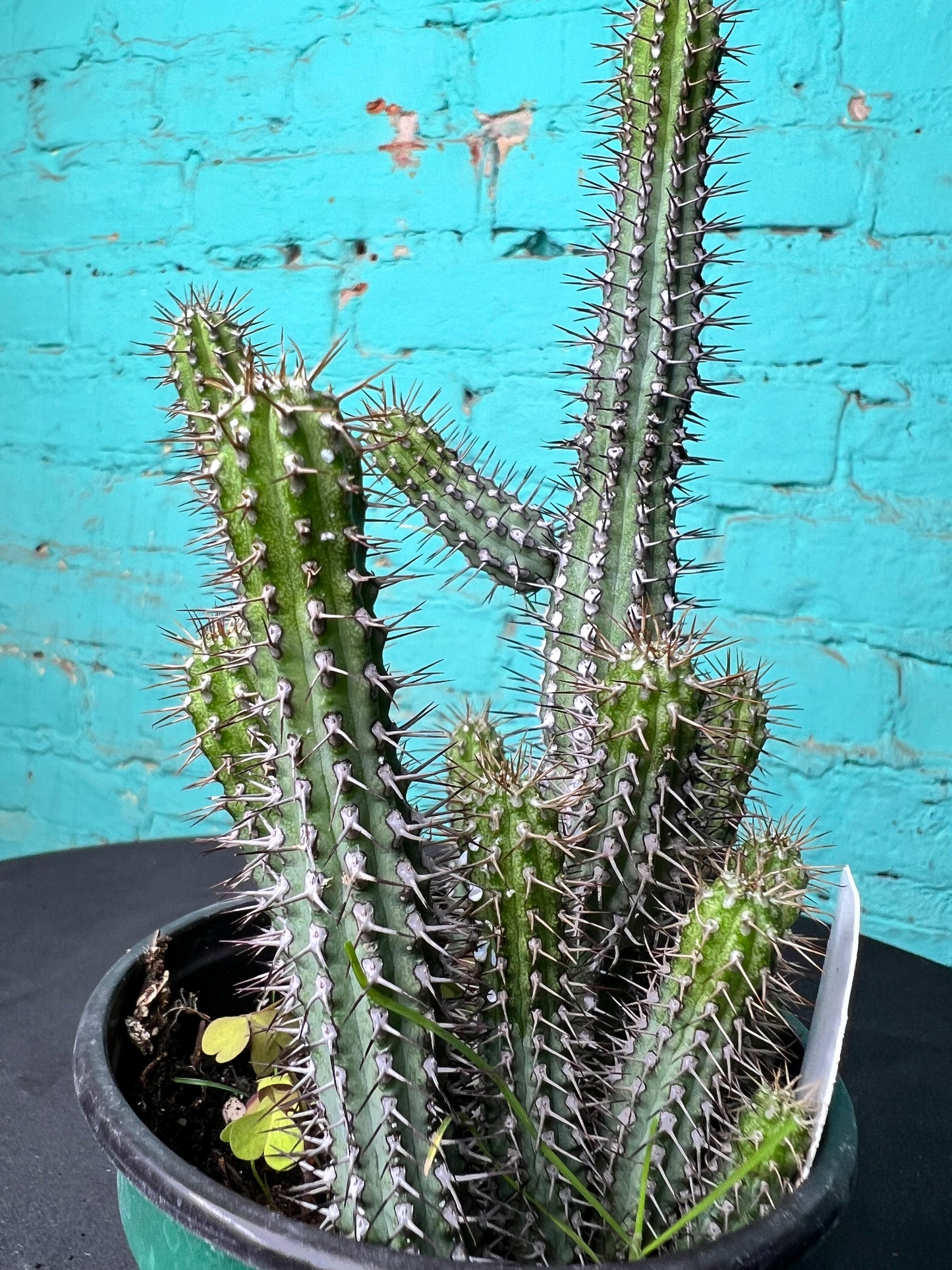 Euphorbia Baioensis 4”