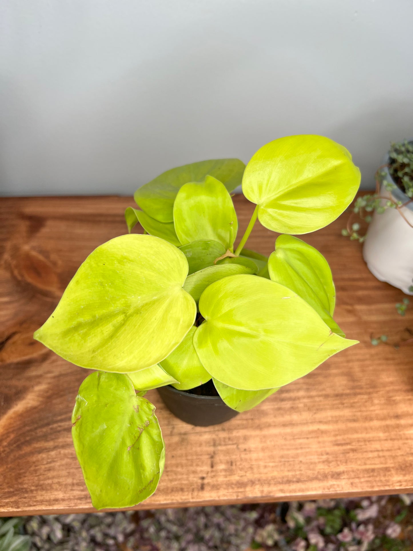 Philodendron- heart leaf neon