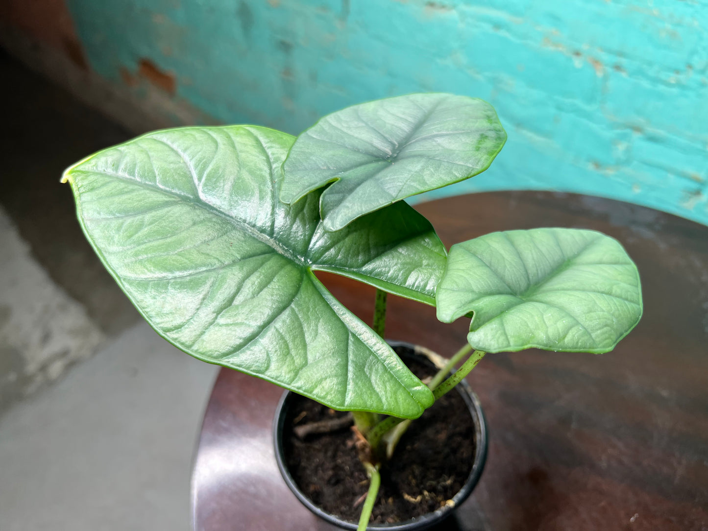 Alocasia Bisma 4”