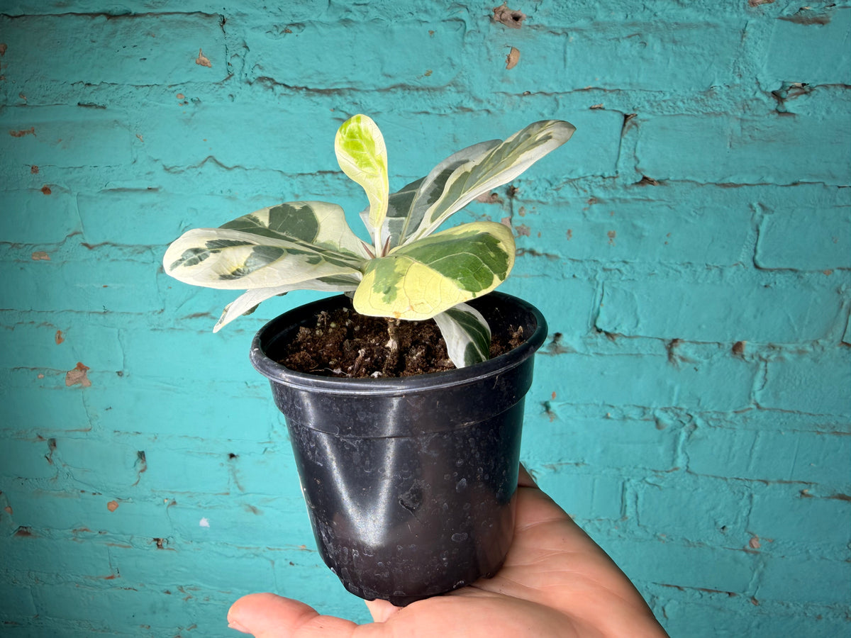 Ficus Lyrata Variegated 4”
