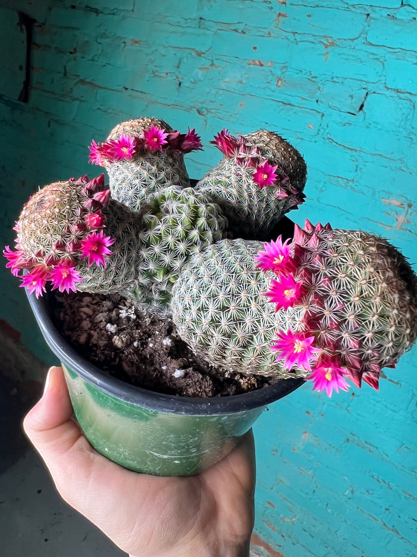 Mammillaria Spinosissima 6
