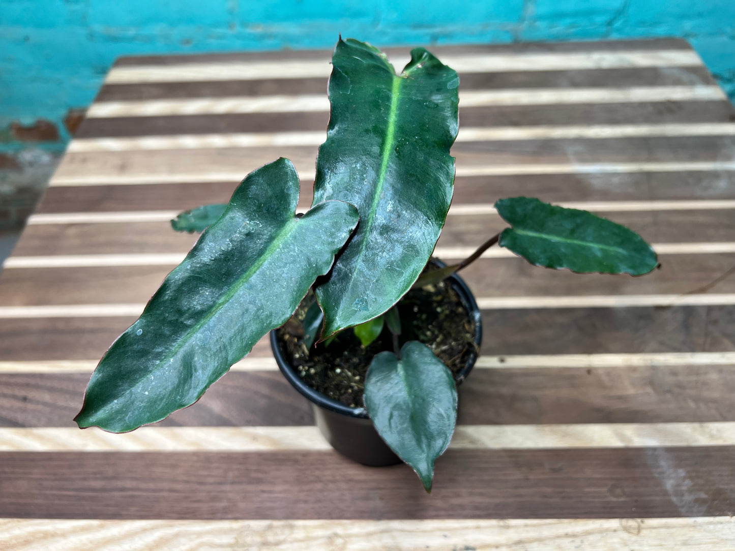 Philodendron Black Billietiae