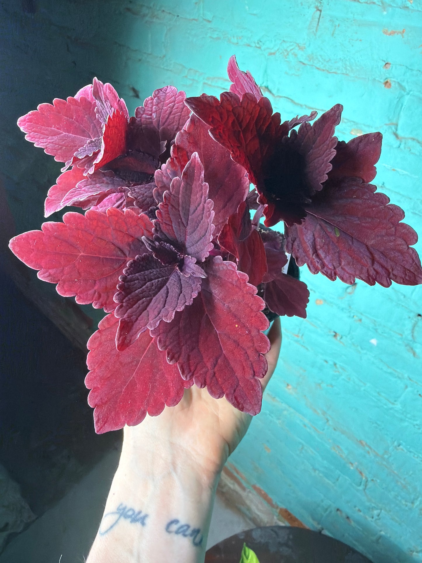 Coleus “Ruby Red”4”